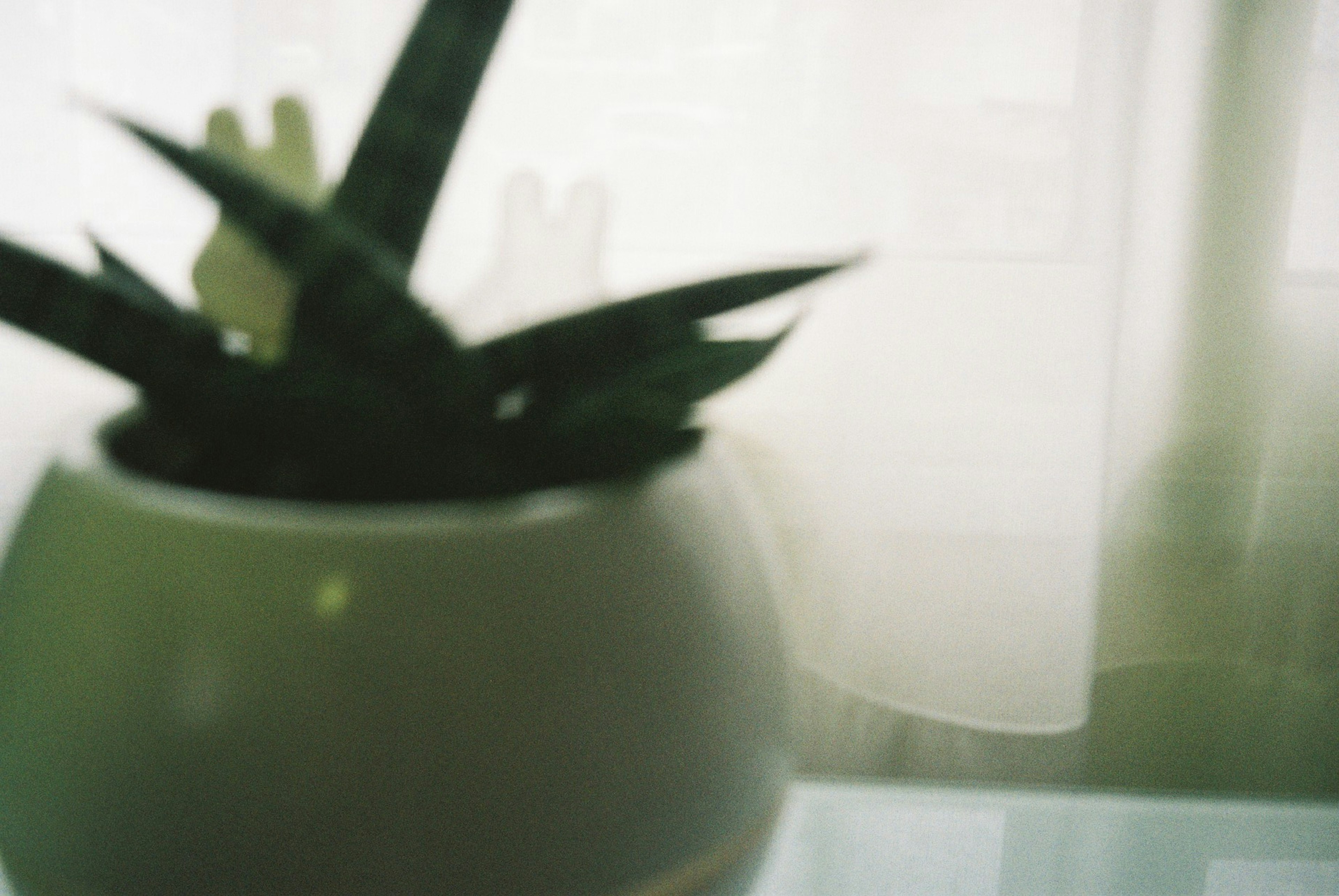 A potted plant near a window with soft light filtering through