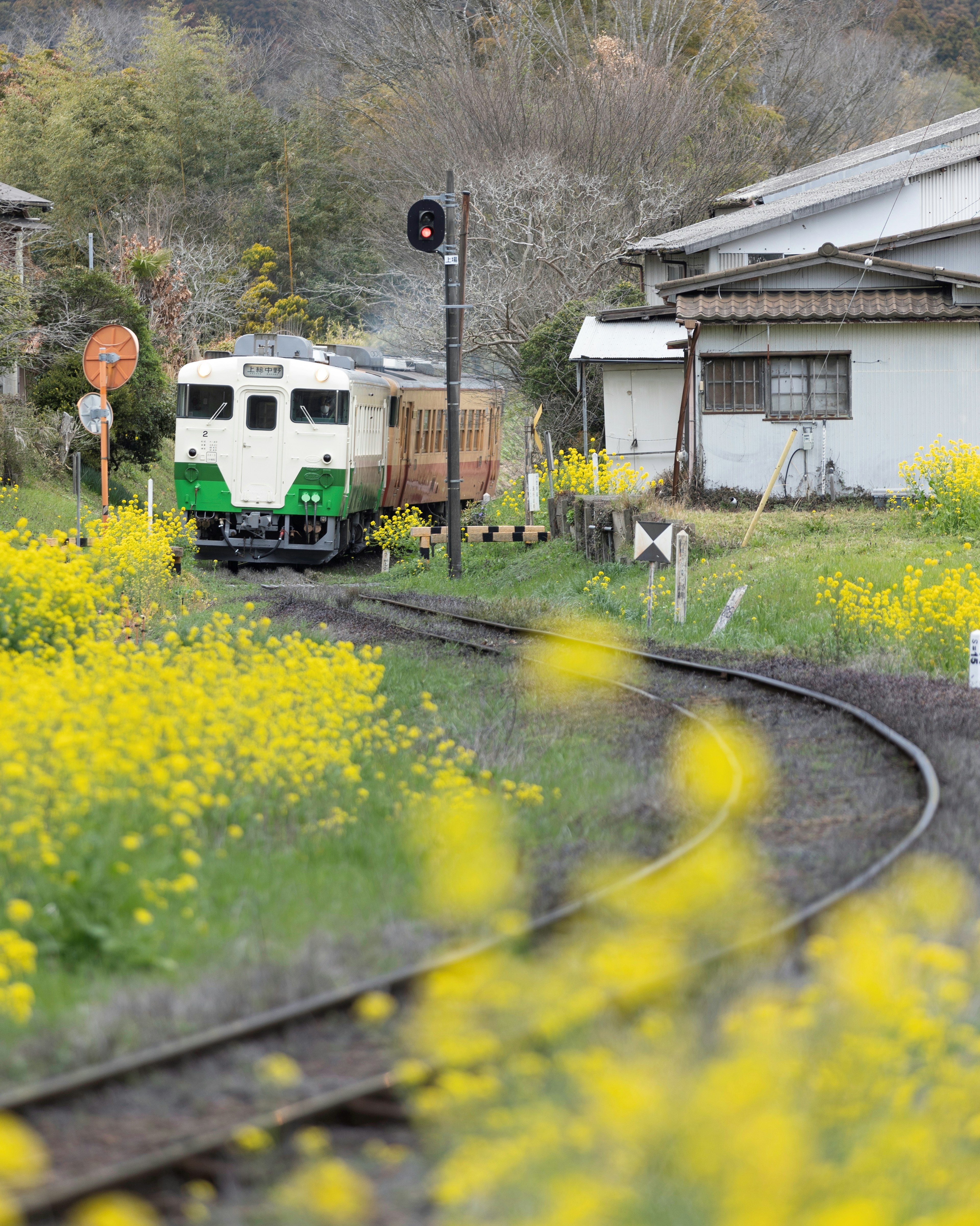 春の菜の花畑を背景にした列車が曲がる線路