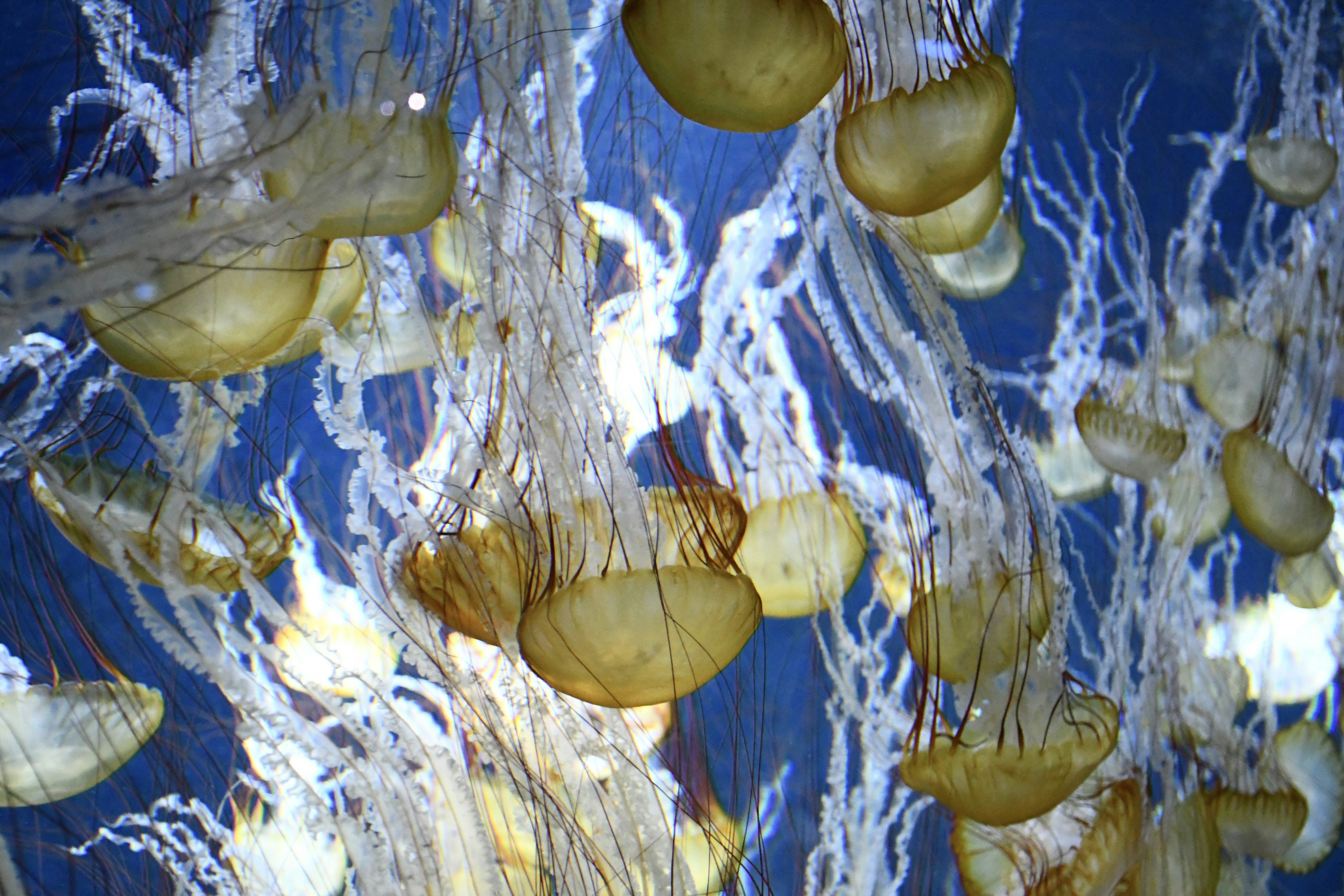 A group of jellyfish floating in blue water with their tentacles