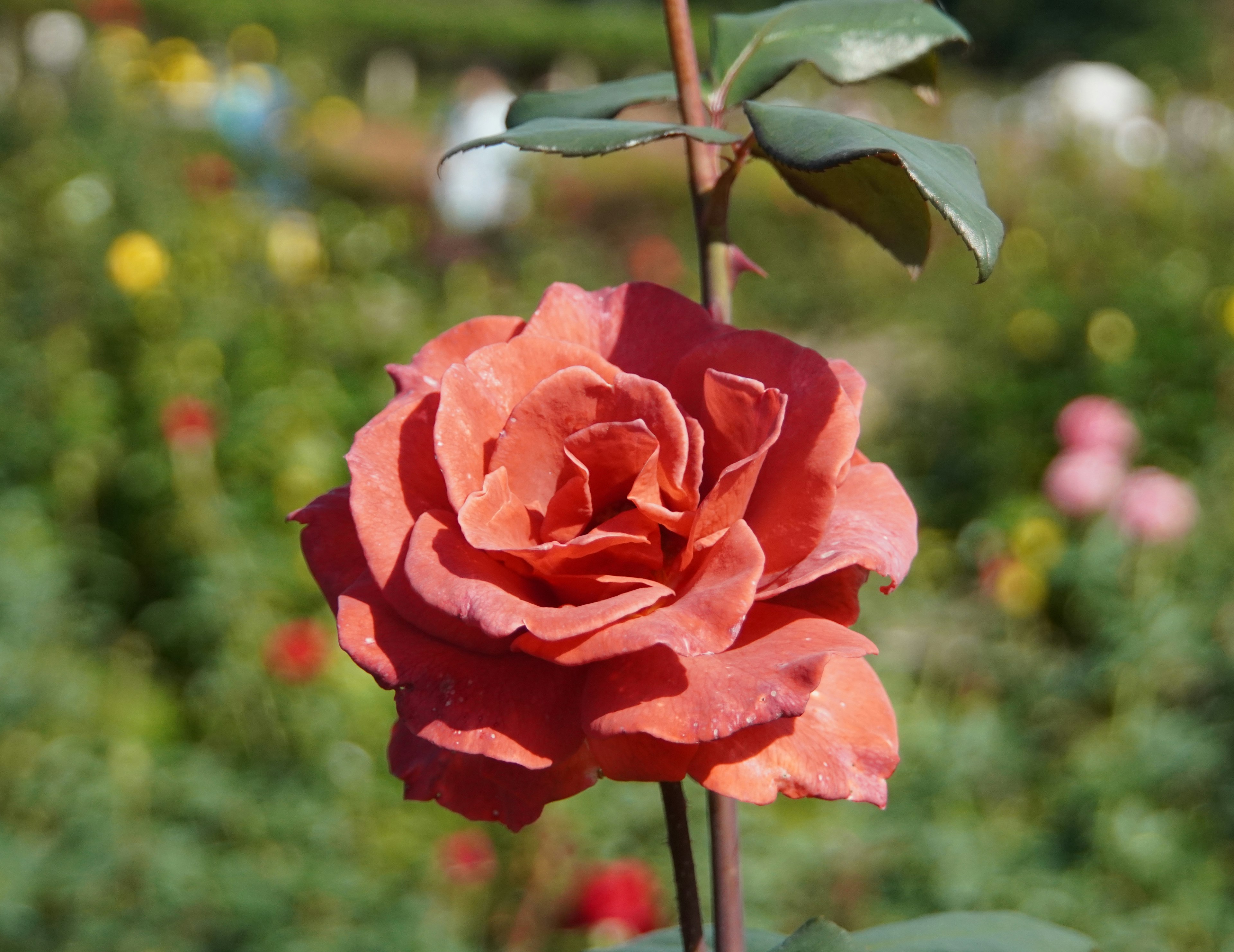 Vibrant orange rose flower blooming on a green stem