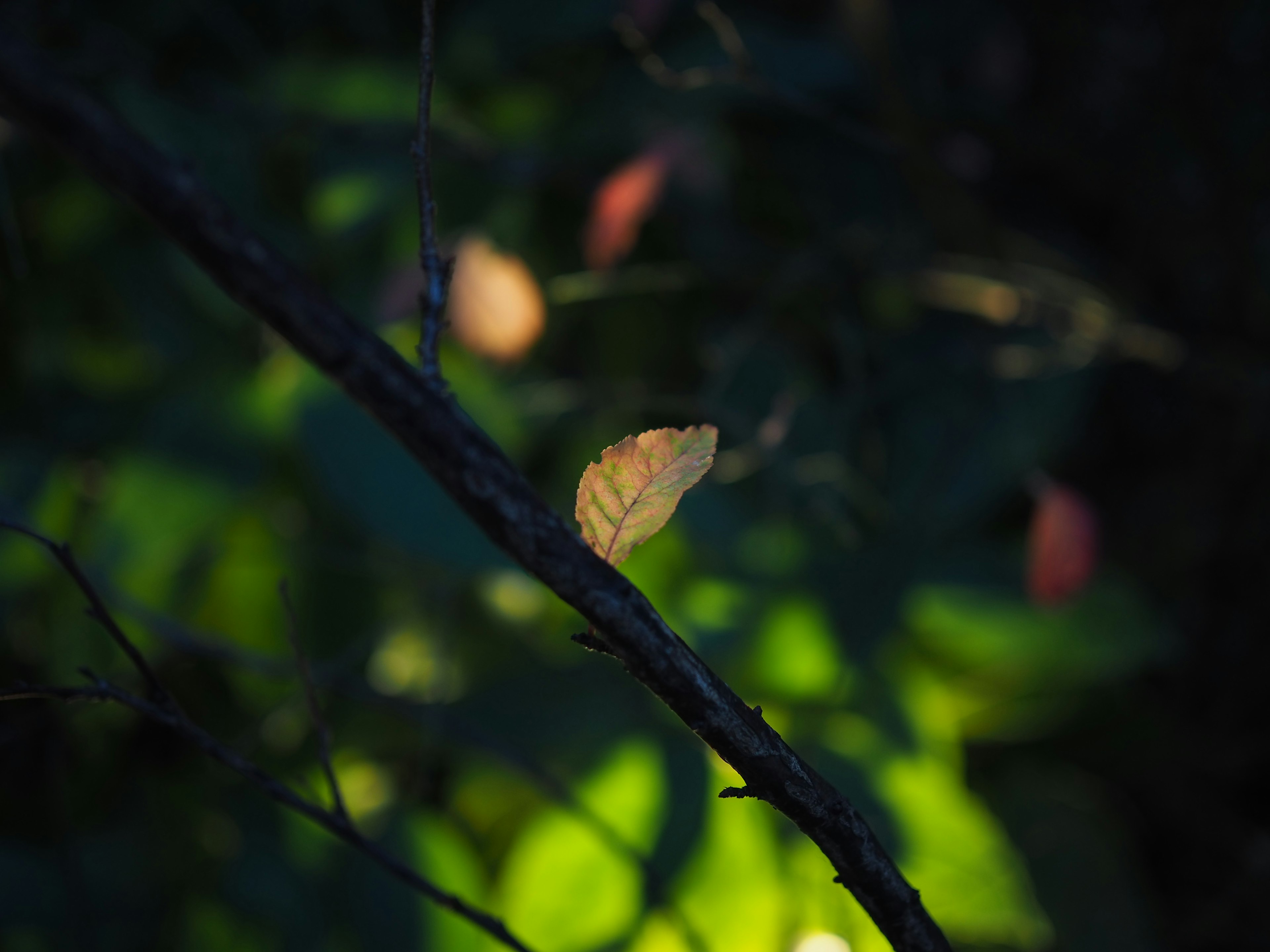 A leaf-like object illuminated against a dark background featuring blurred green light