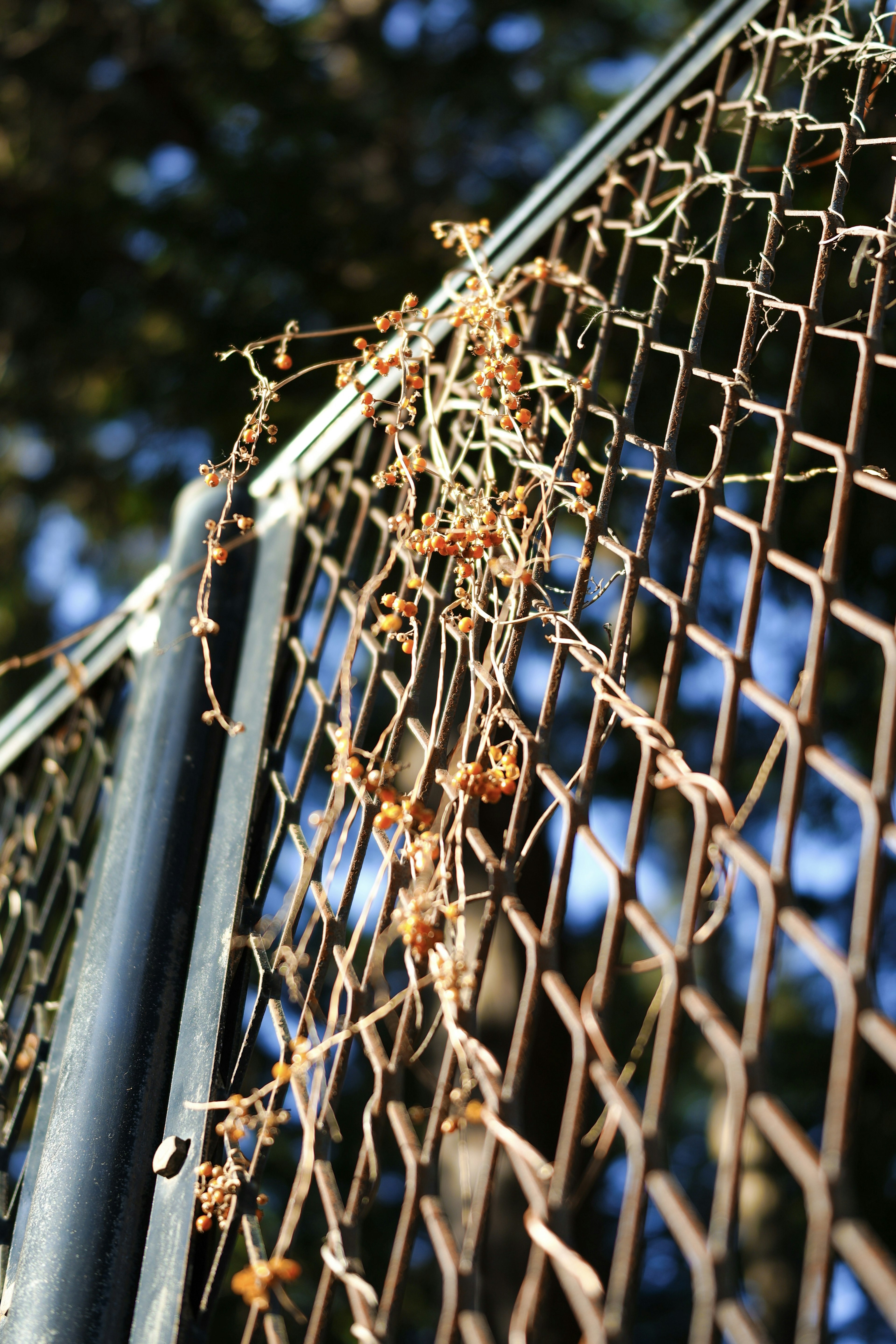 Dried plant vines entwined on a chain-link fence with blurred trees in the background