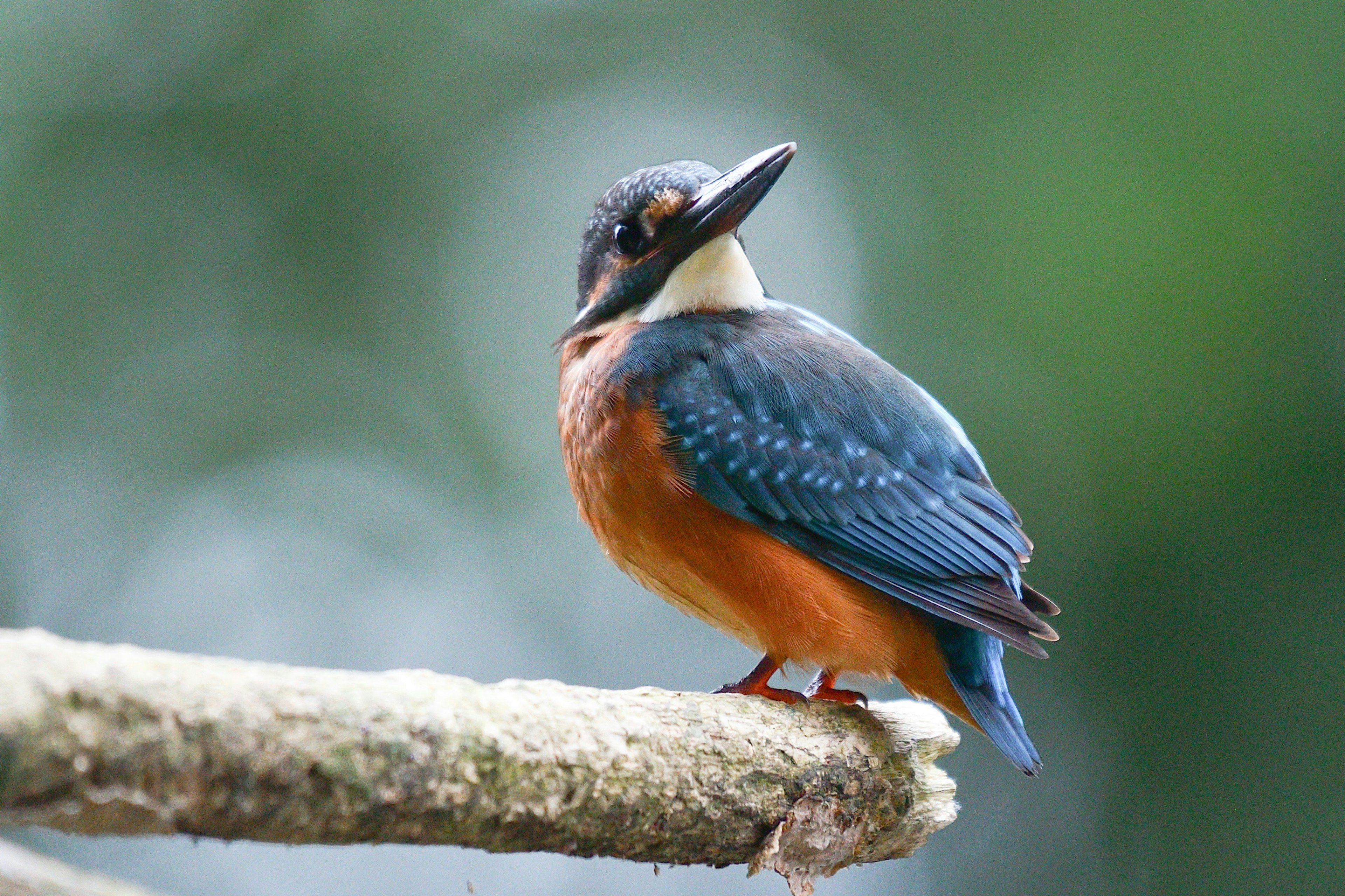 A kingfisher with blue feathers and an orange belly perched on a branch