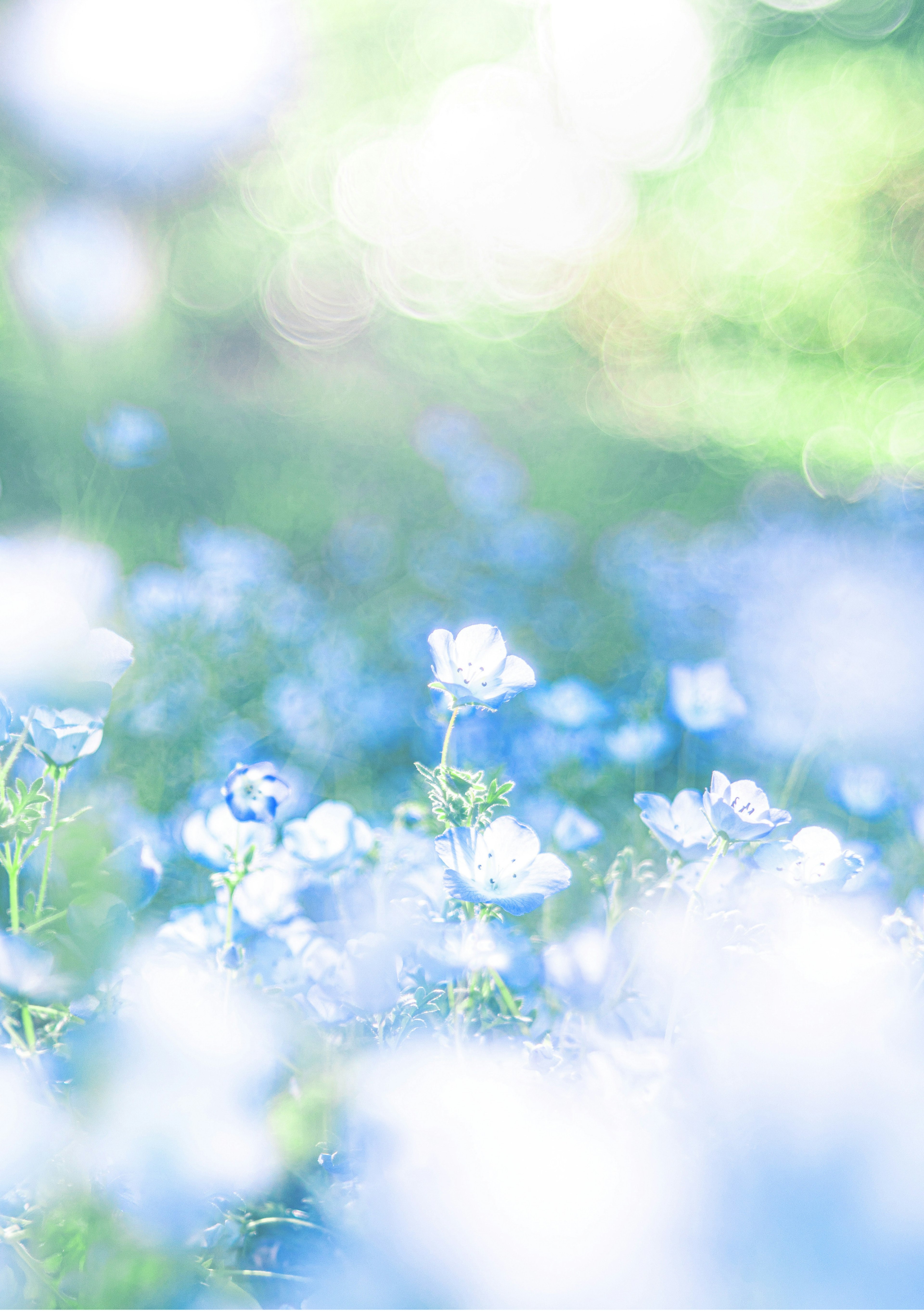 ทิวทัศน์เบลอที่มีดอกไม้สีน้ำเงินบาน