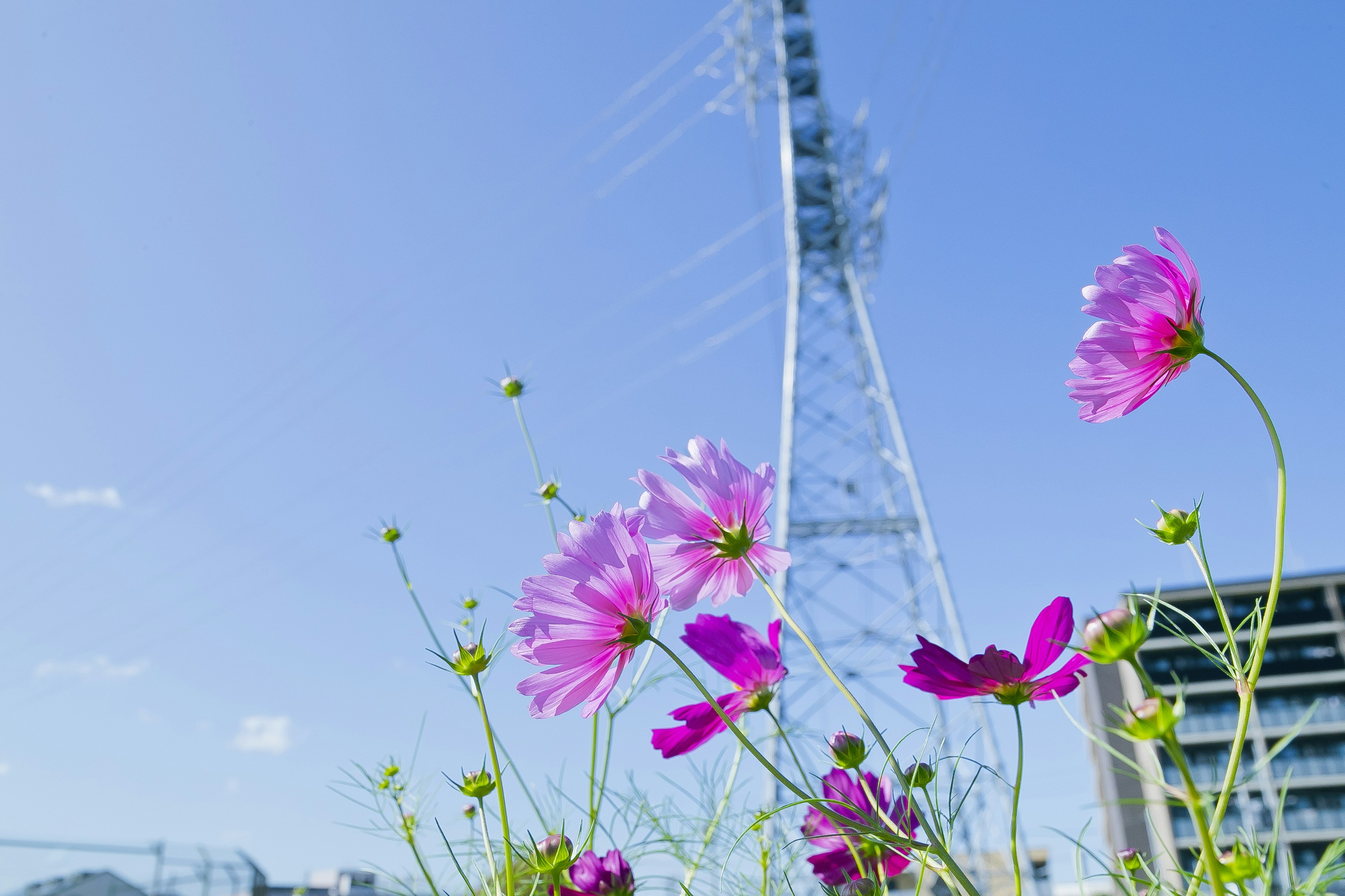 青空の下に咲くピンクの花と電波塔