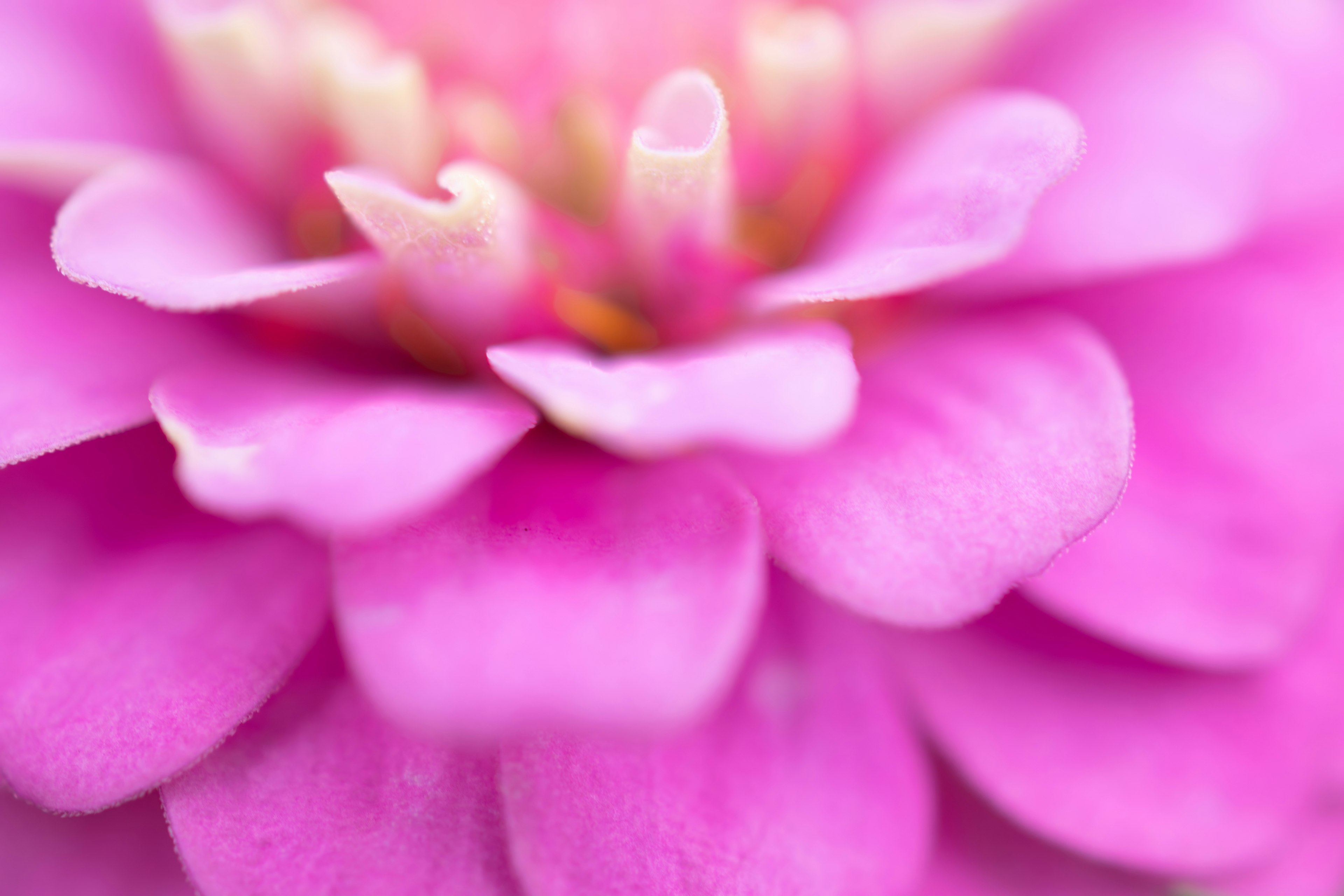 鮮やかなピンクの花のクローズアップで柔らかい花びらが特徴