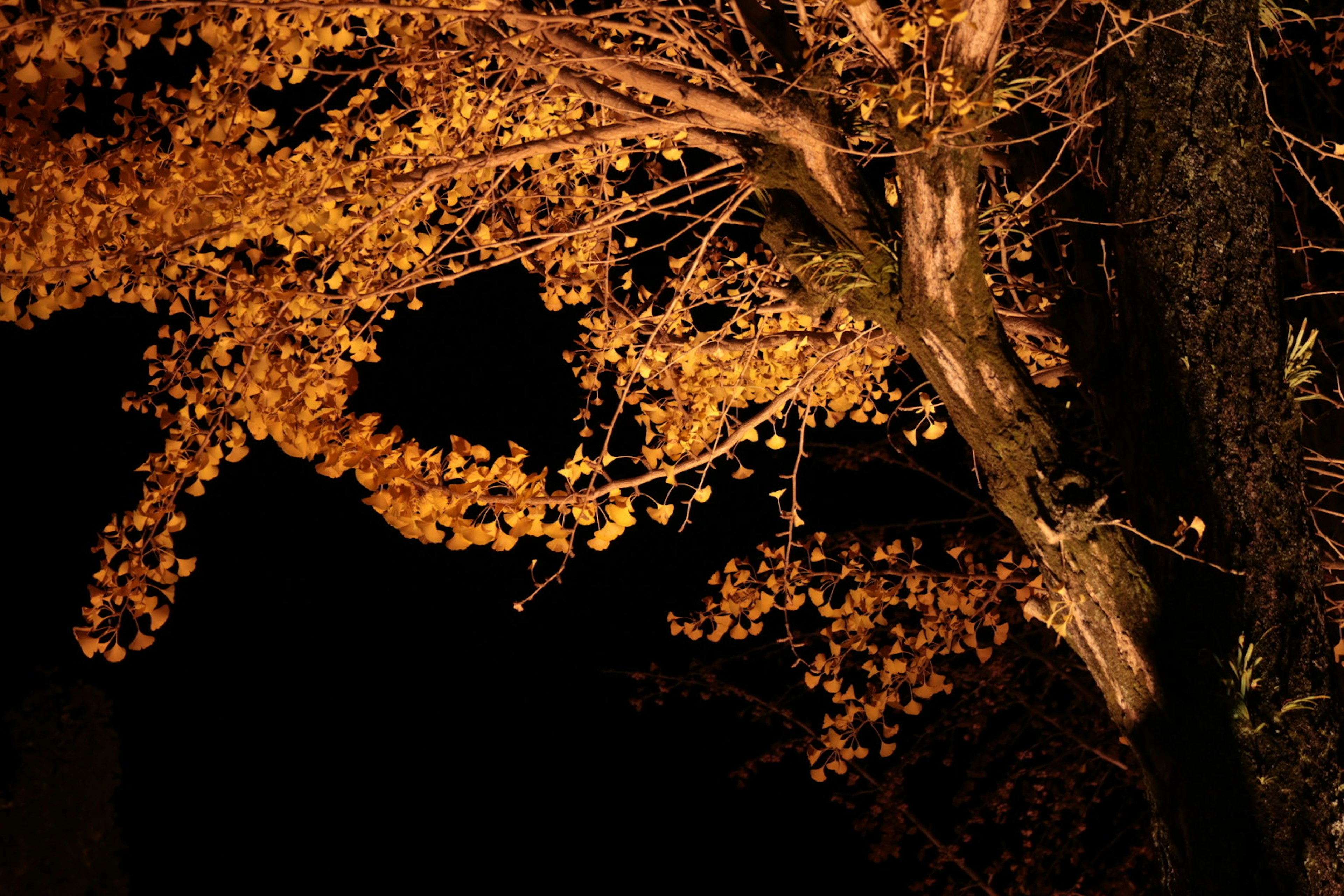 Tree branch with orange leaves against a dark background