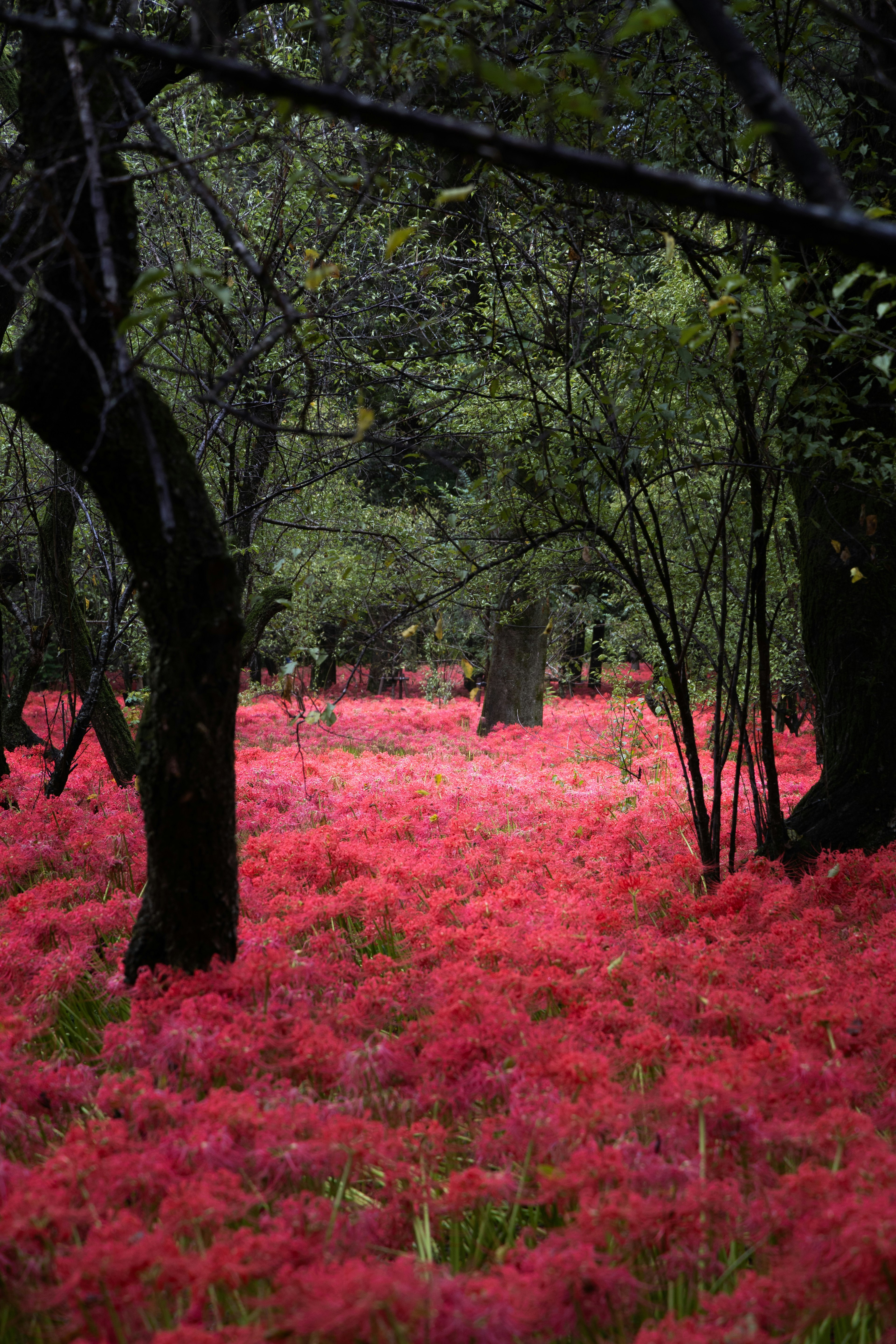 赤い花が咲き誇る森林の風景