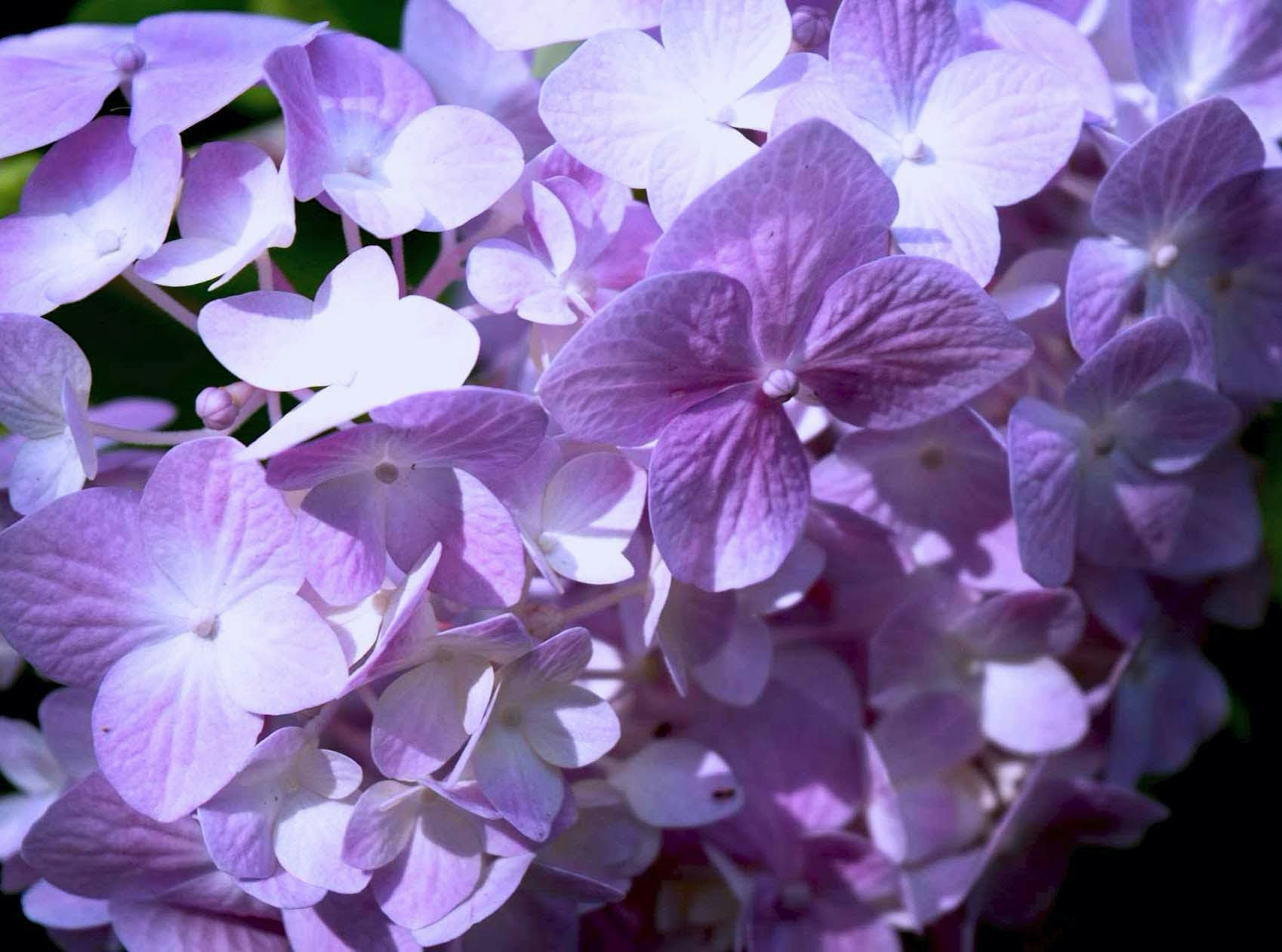 Bündel von blassen lila Blumen in voller Blüte