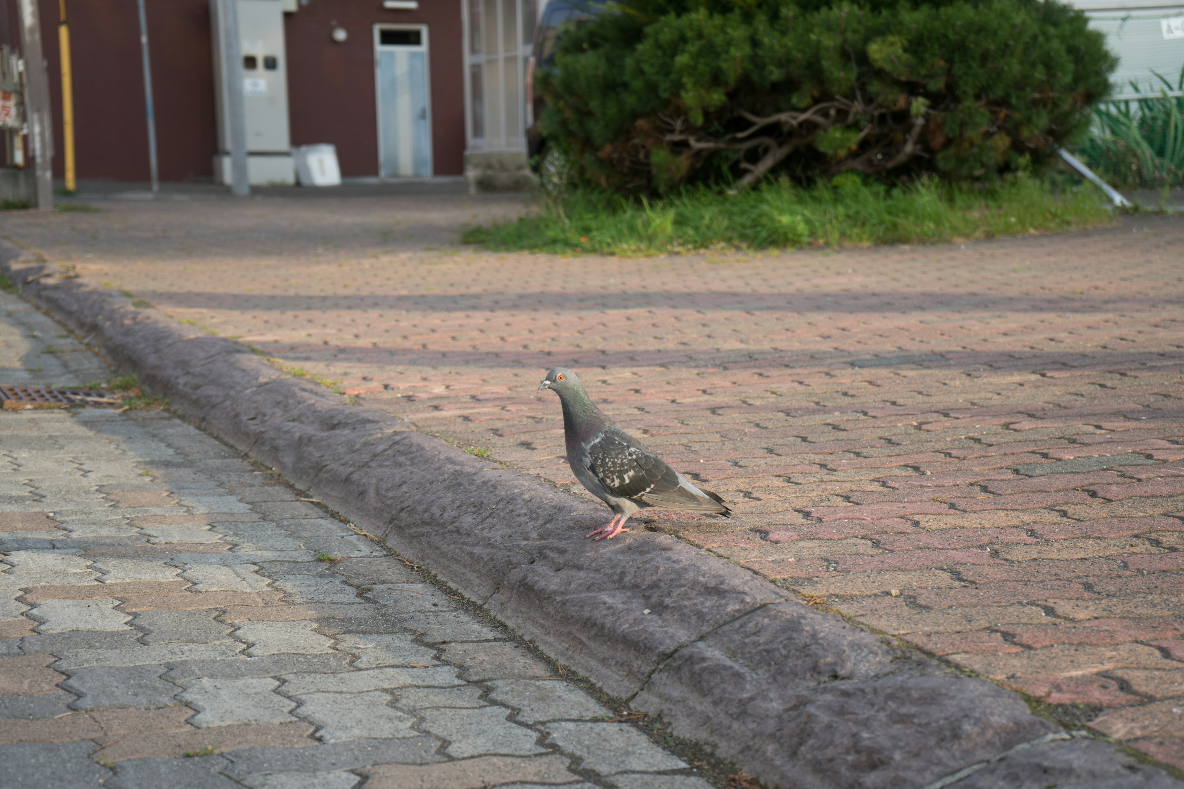 Una paloma de pie al borde de un camino pavimentado