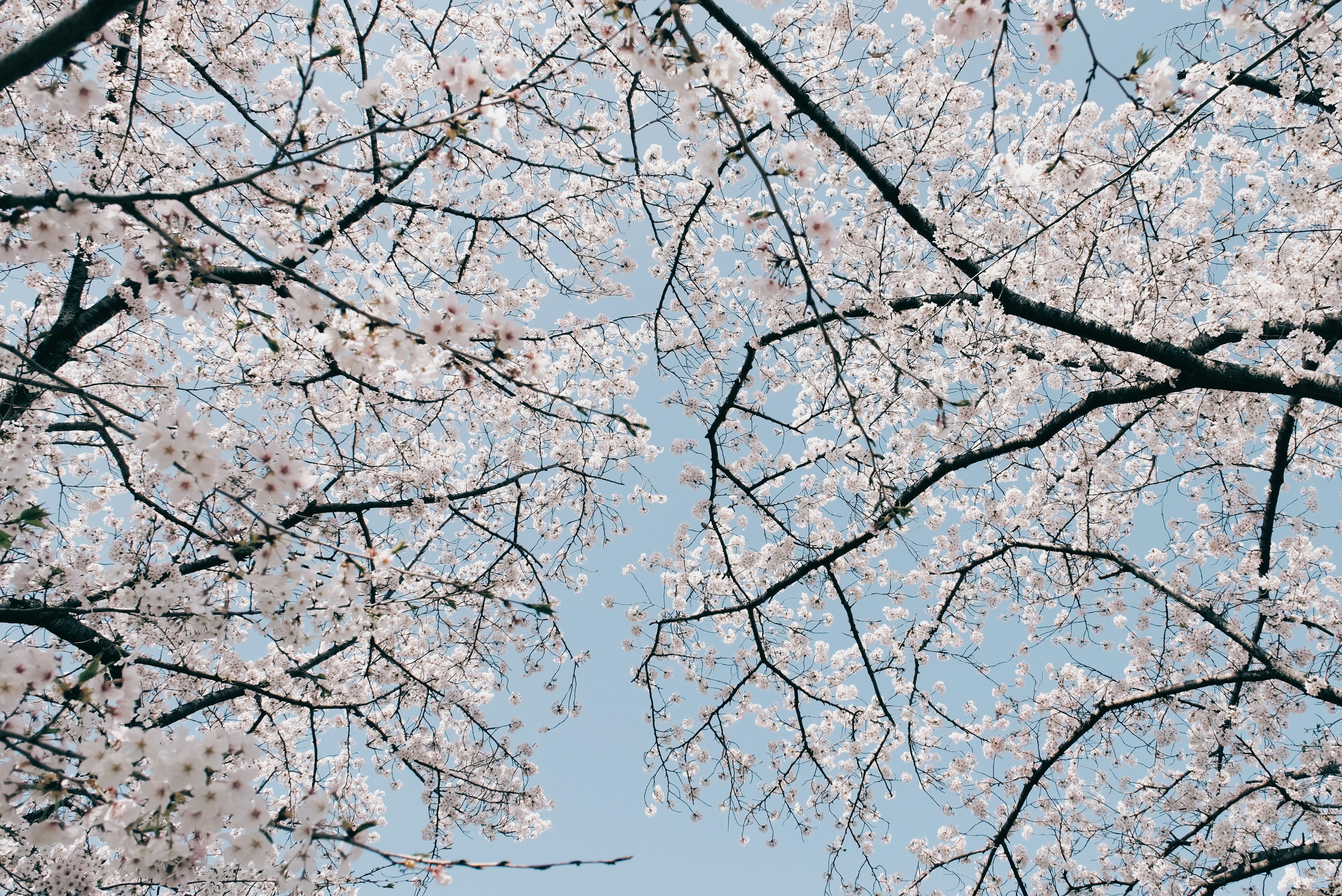 Cherry blossom branches in full bloom against a blue sky