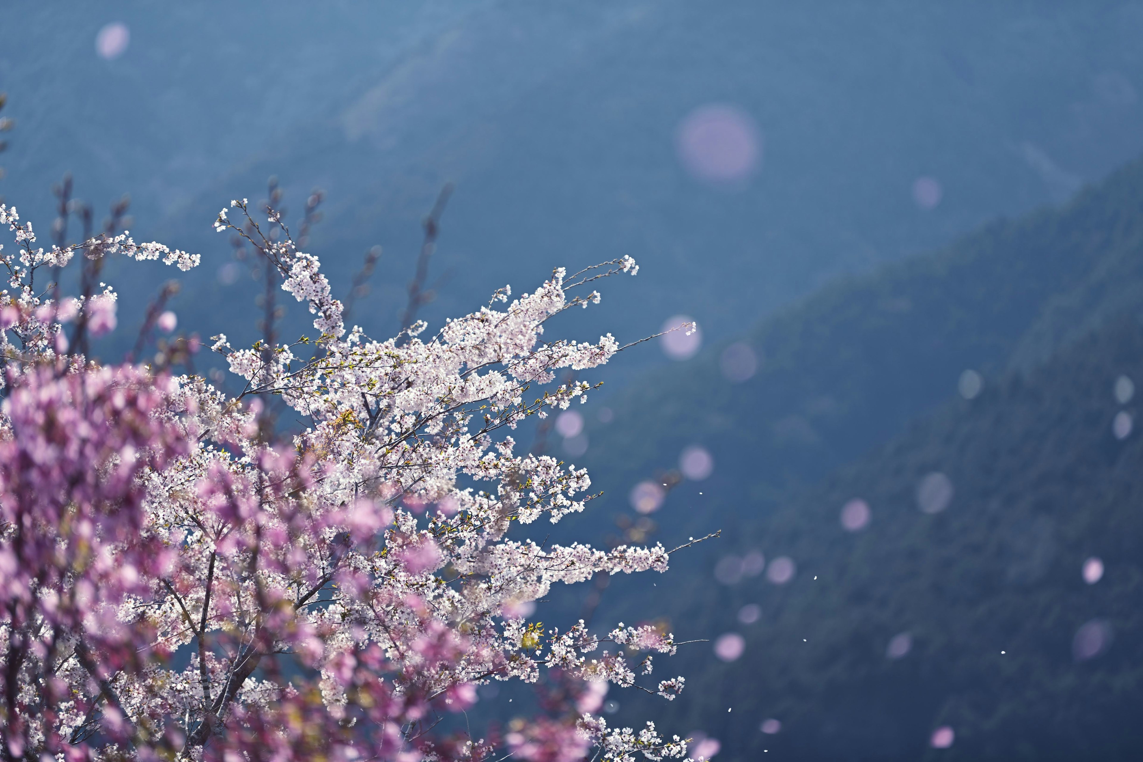 Bellissimi fiori di ciliegio in fiore con montagne blu sullo sfondo sotto una luce primaverile soffusa