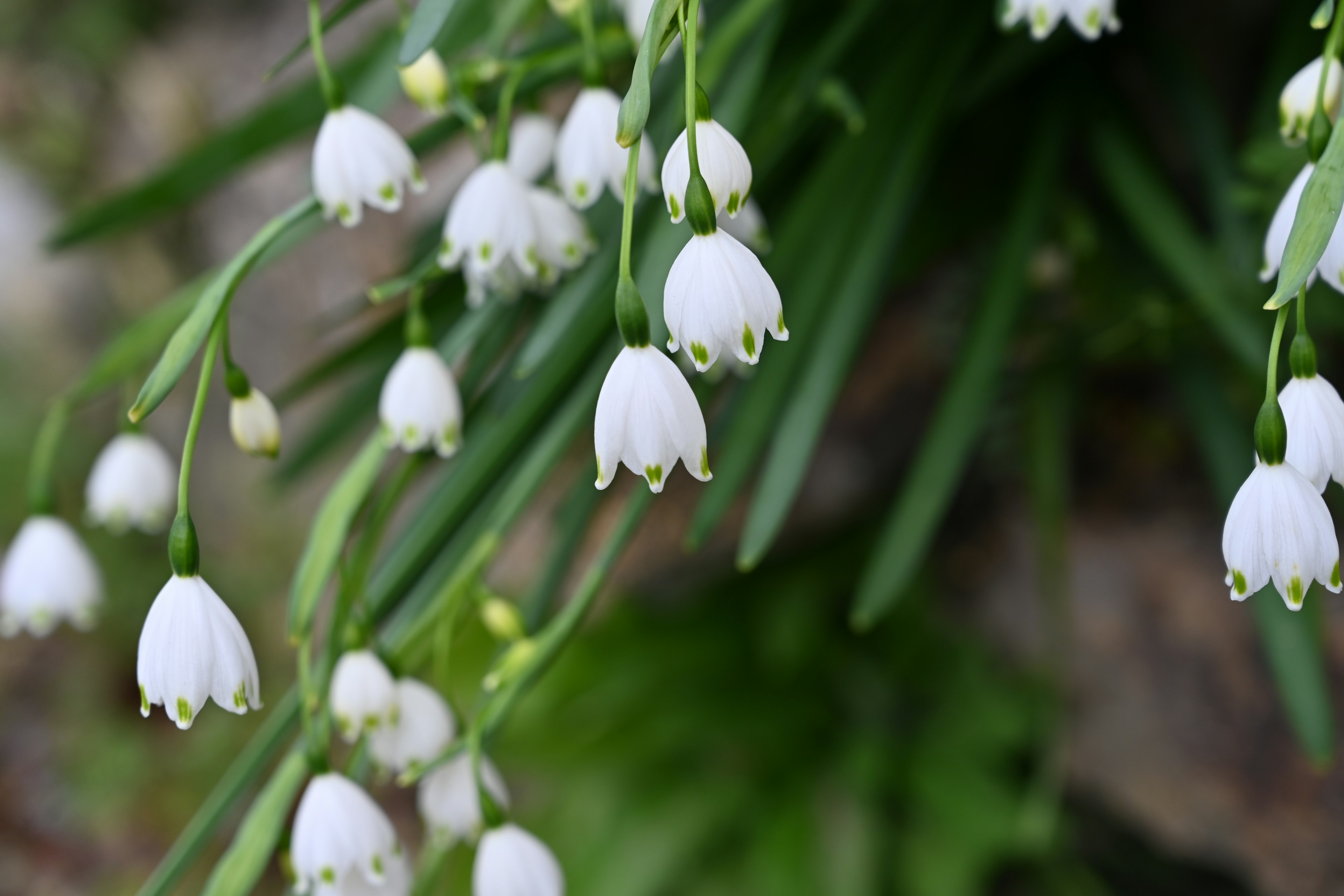 白いスノードロップの花が緑の葉の中で咲いている様子