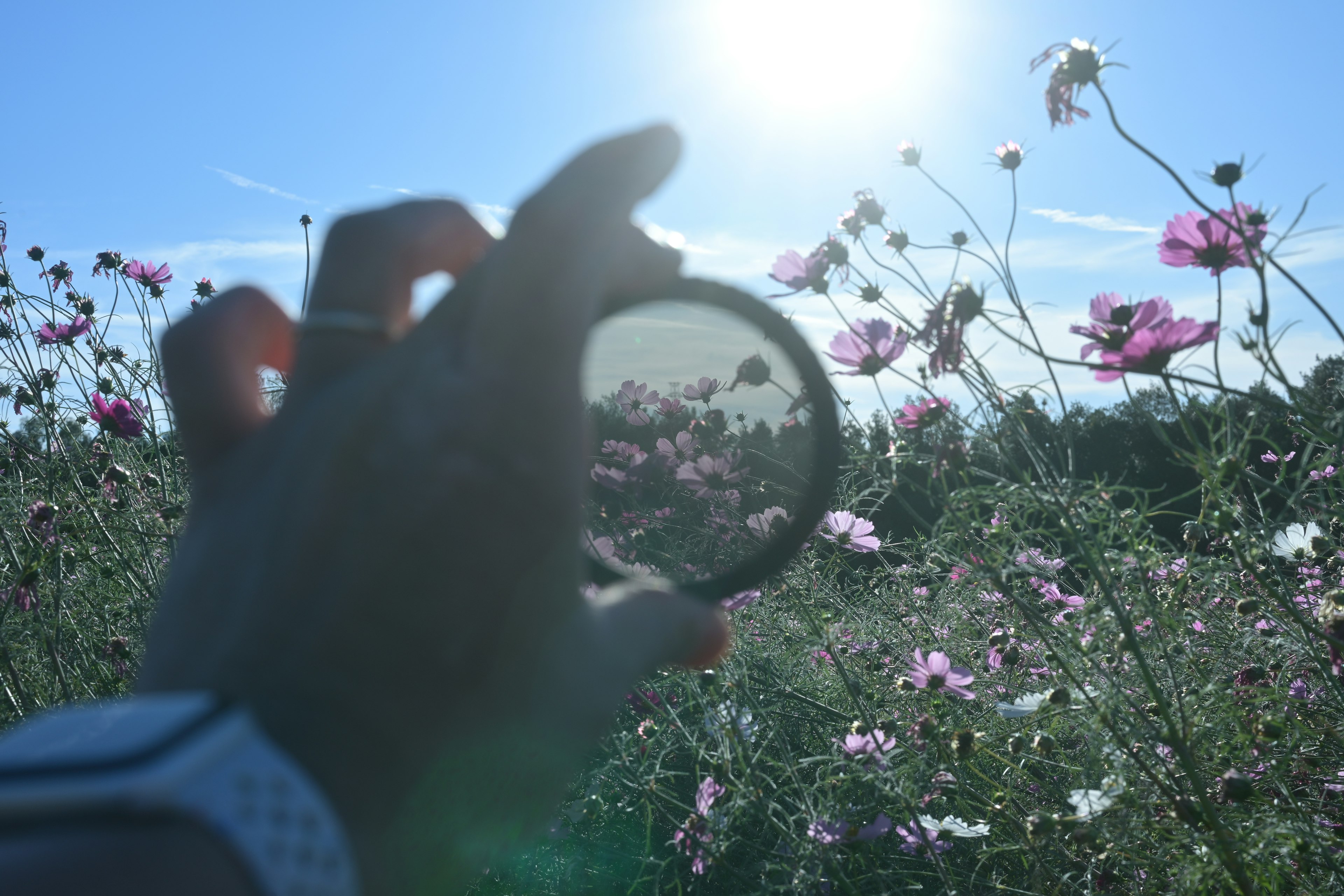 Hand holding a lens reflecting flowers and sunlight