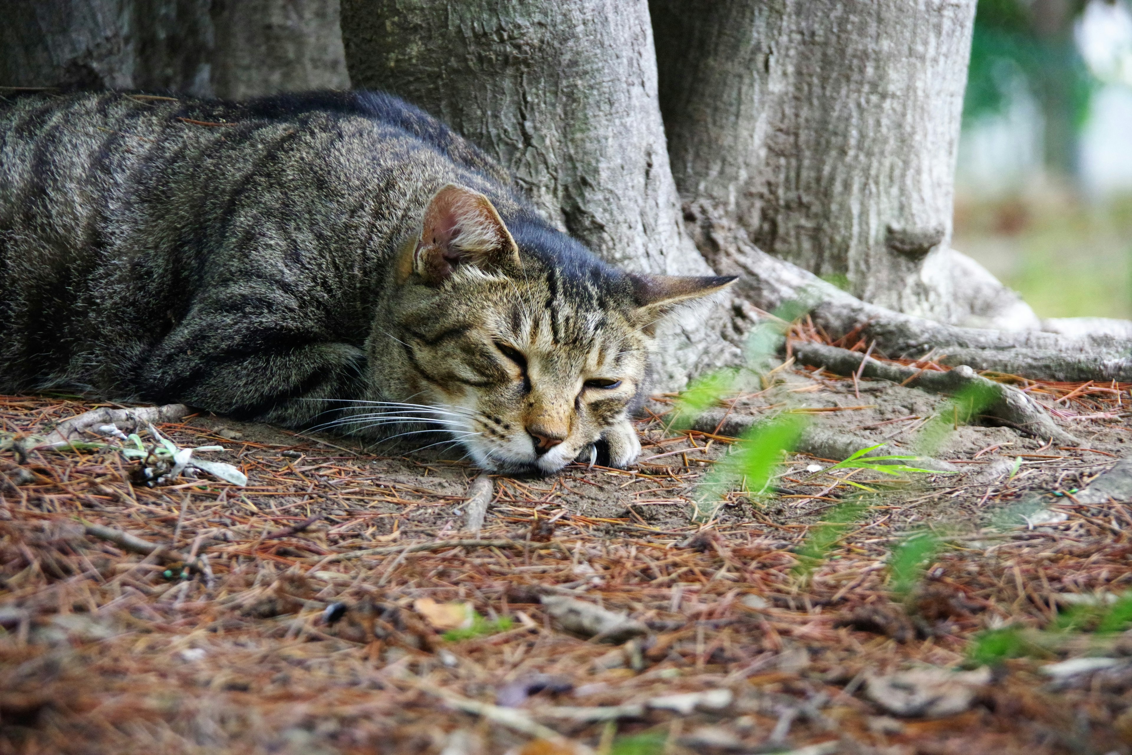 Un gatto che riposa alla base di un albero