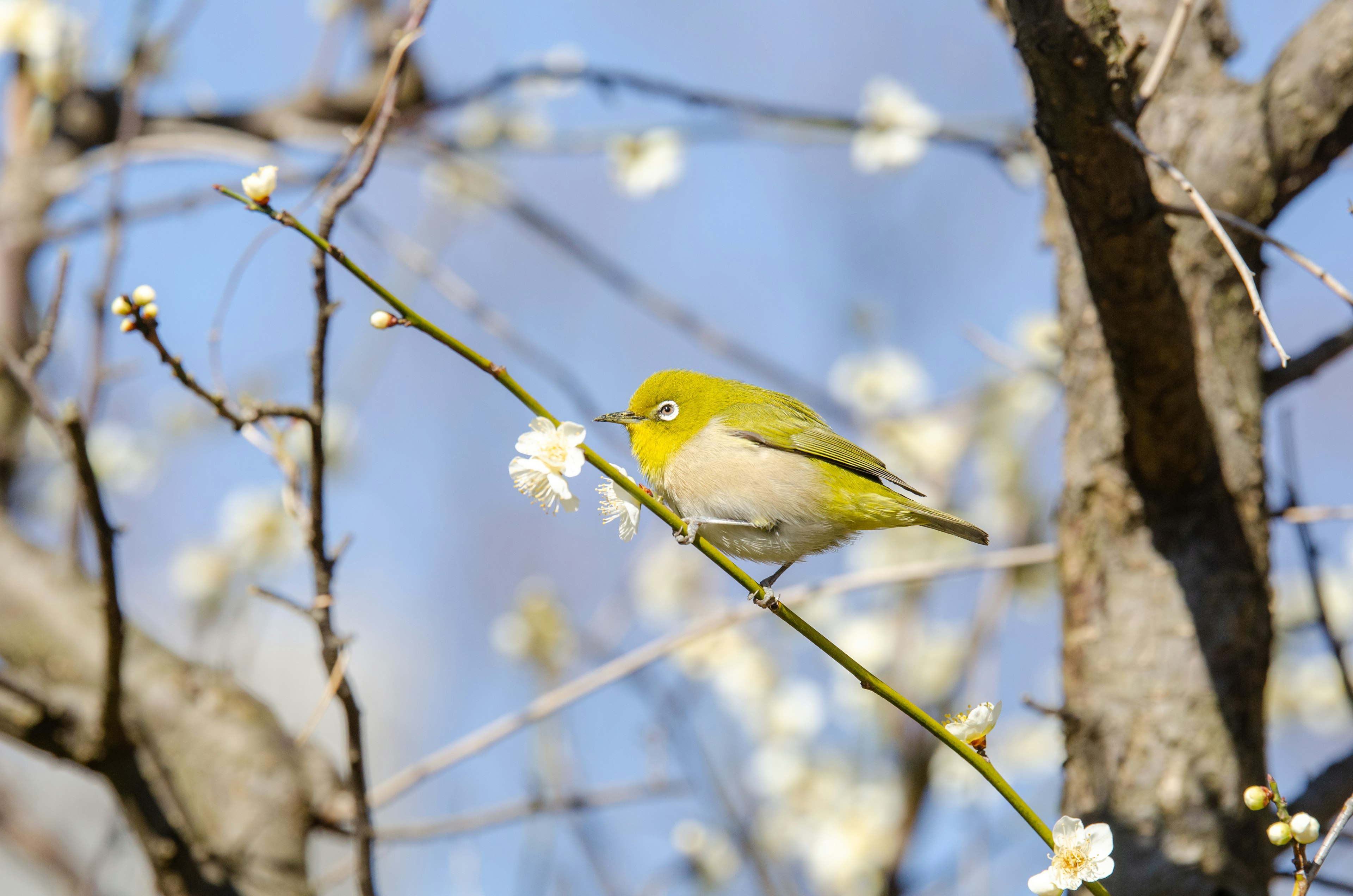 Un piccolo uccello verde posato su un ramo di fiori di pruno