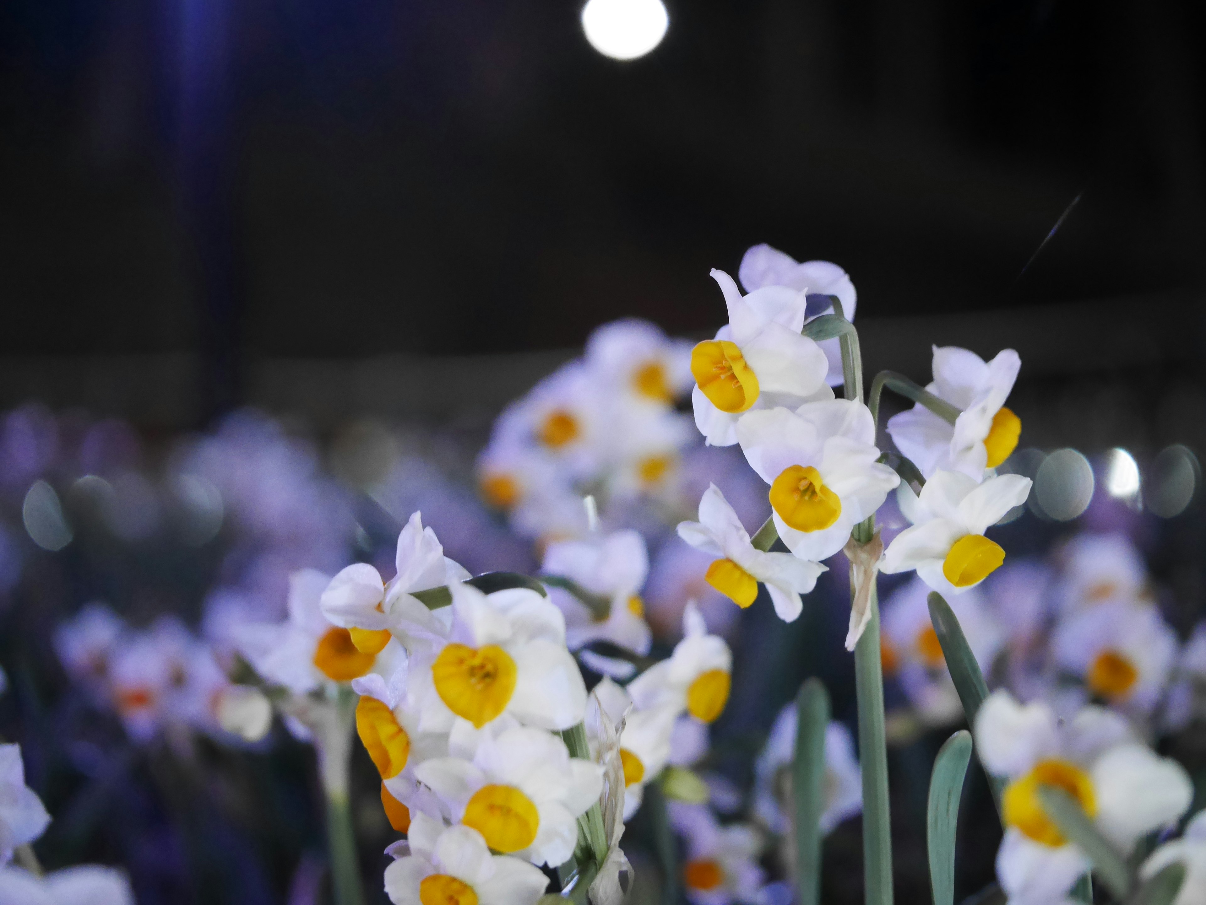 Weiße Blumen mit gelben Zentren blühen nachts