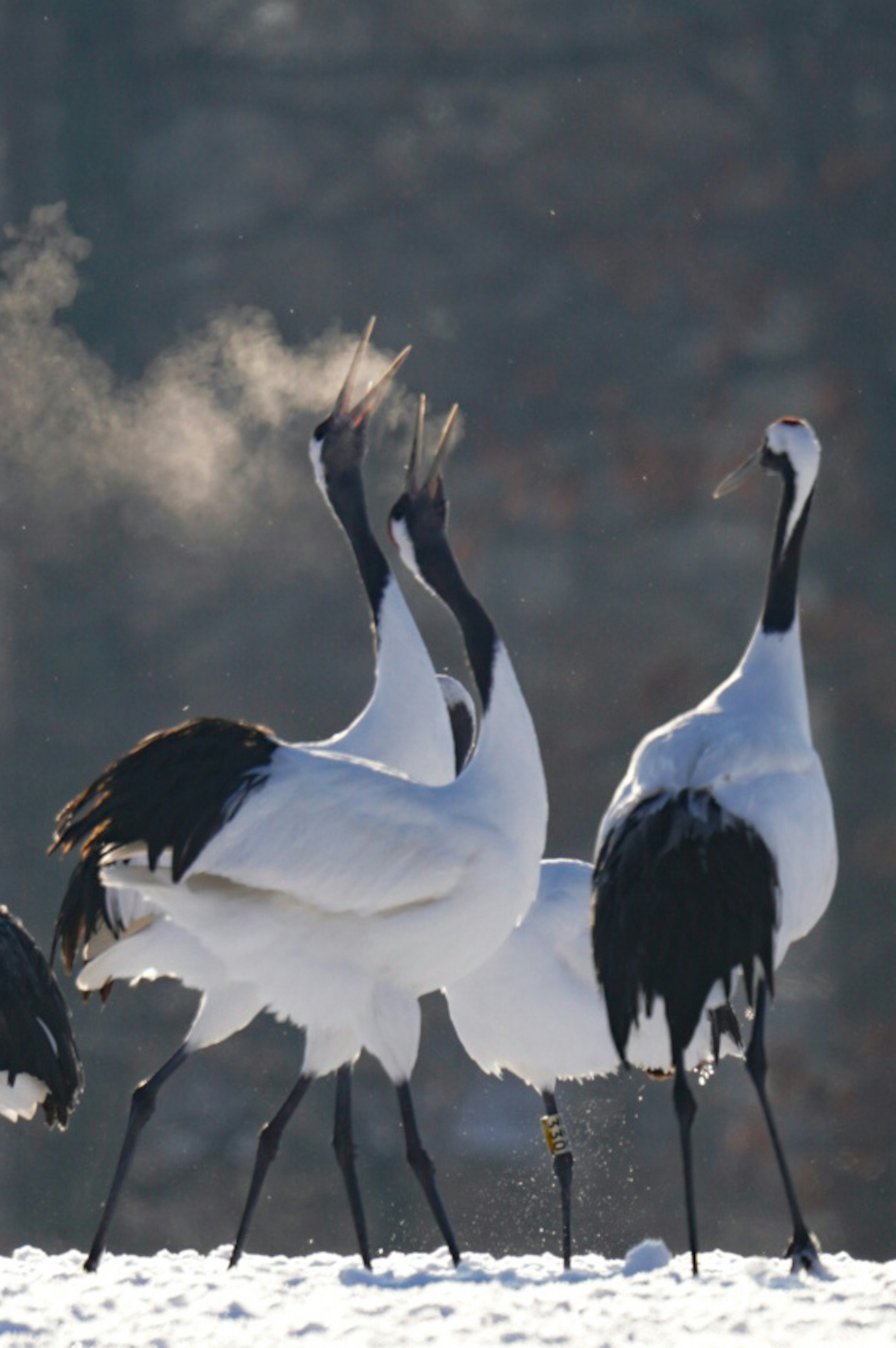 Un groupe de grues japonaises dansant sur la neige mettant en valeur leur plumage noir et blanc frappant