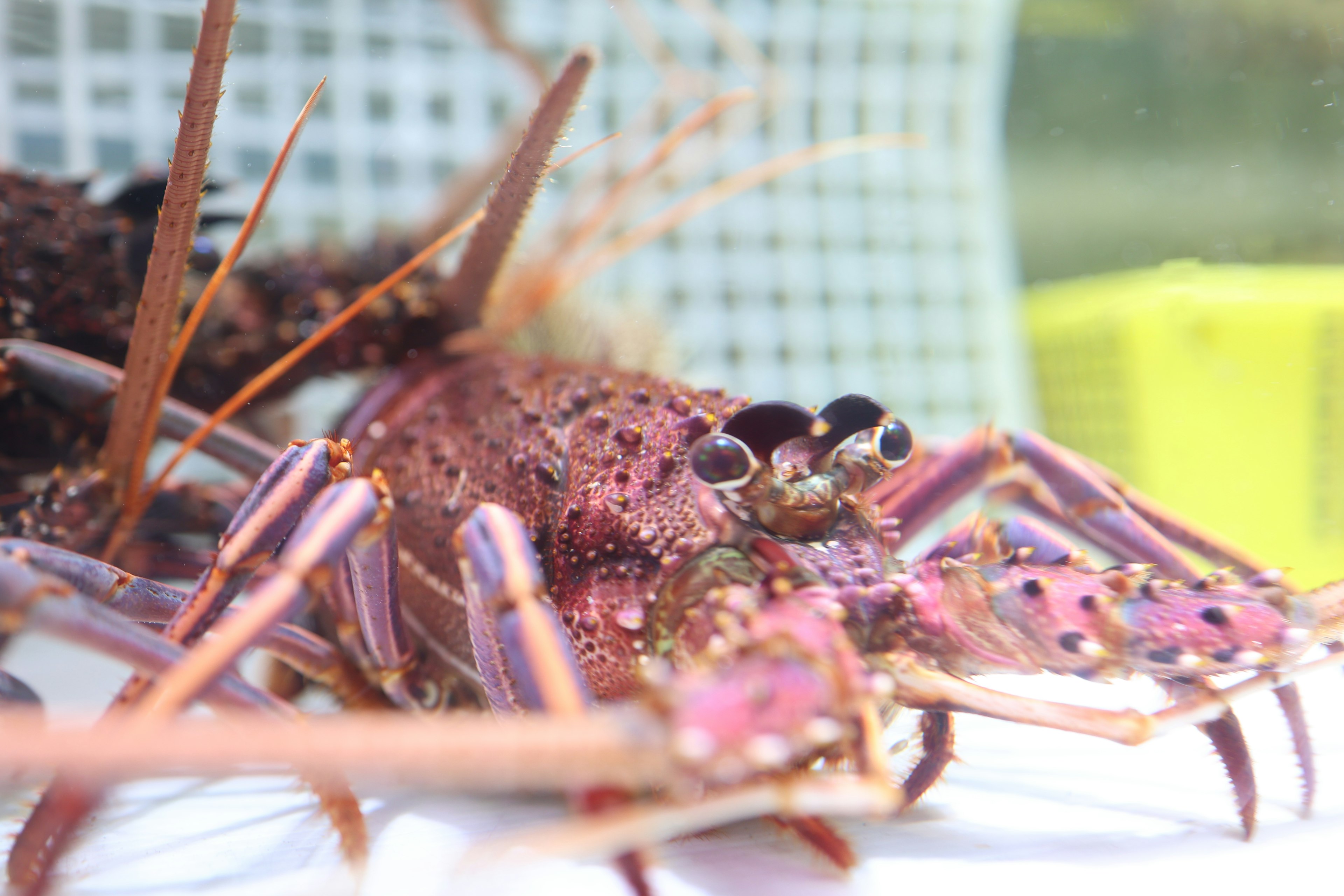 ภาพระยะใกล้ของกุ้งมังกรขนาดใหญ่ที่มีเปลือกสีม่วงสดใสและตาที่โดดเด่น