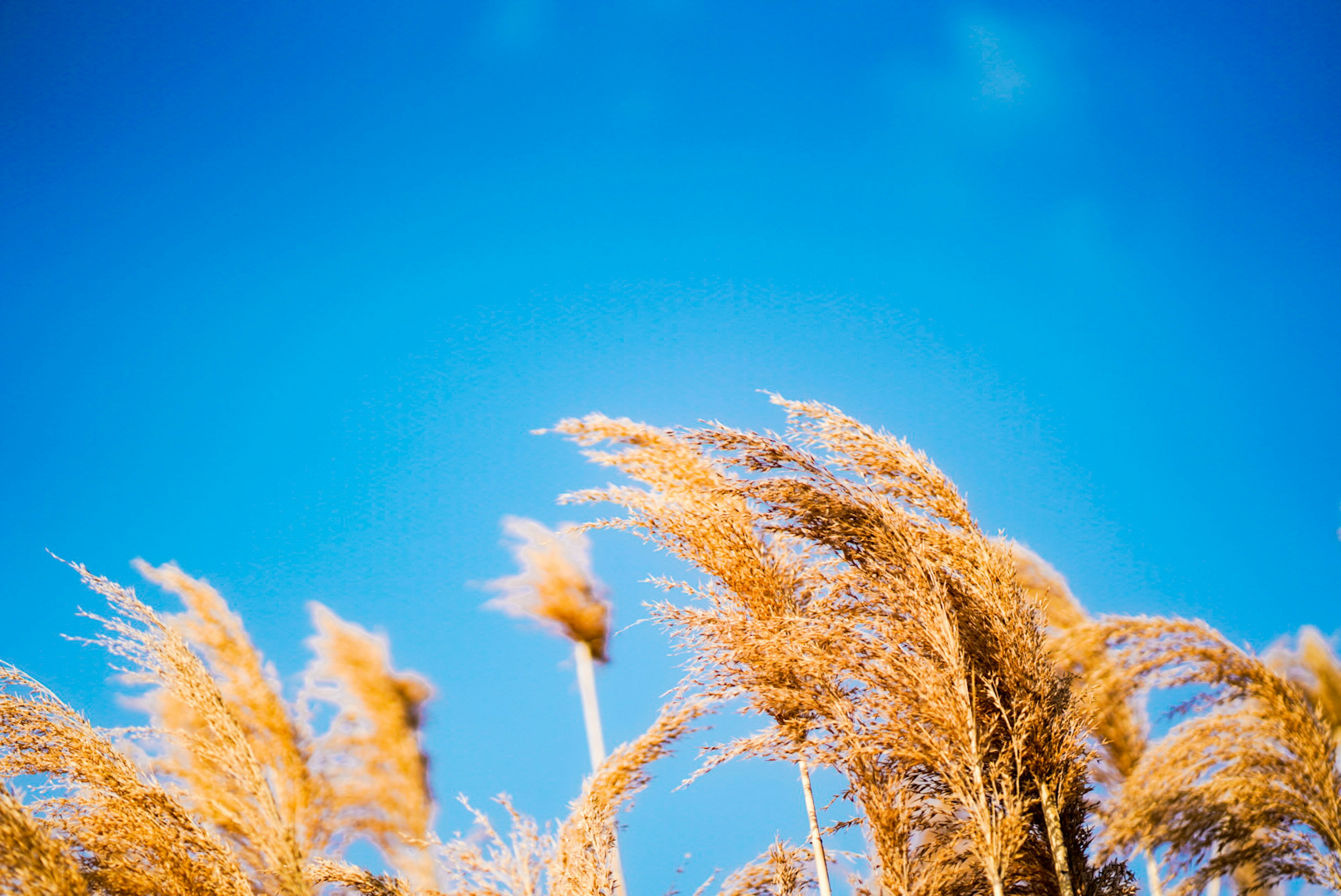 Golden pampas grass swaying in the wind under a blue sky