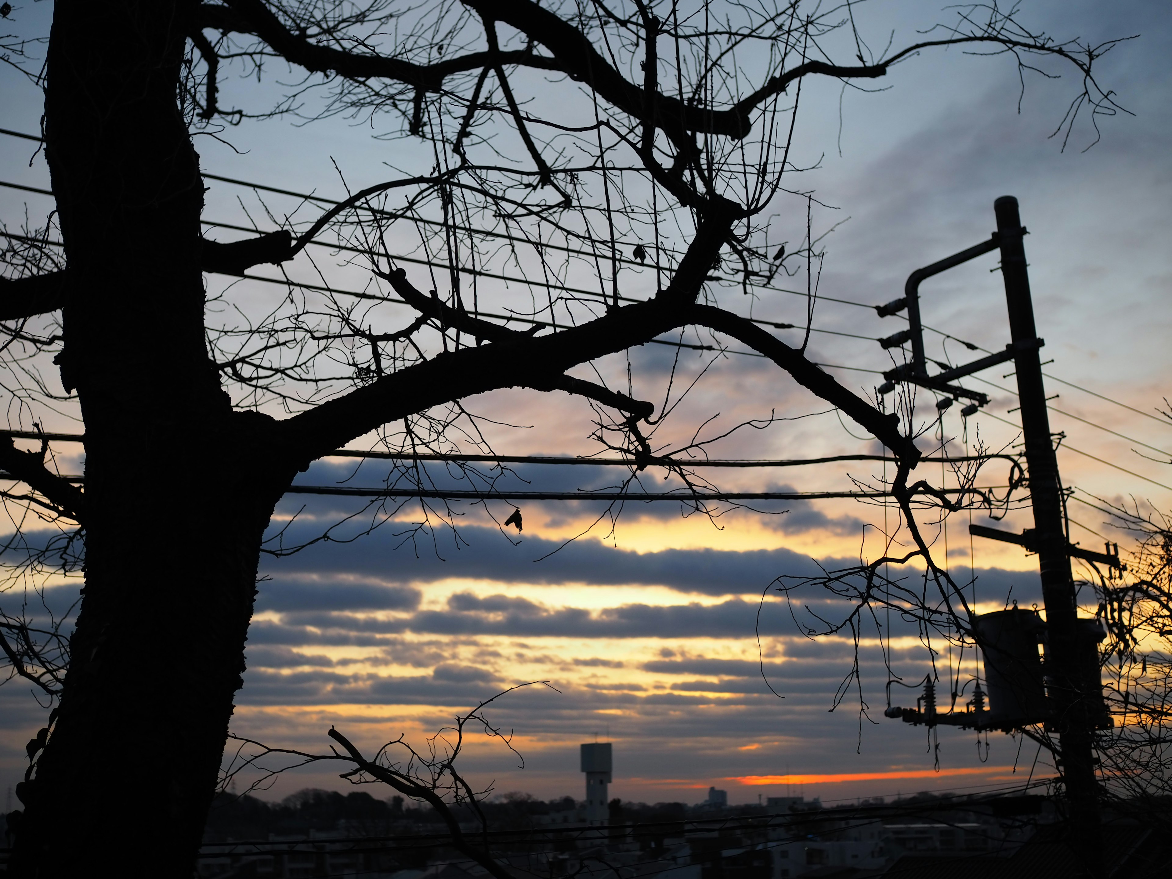 Silhouette von Baumästen vor einem bunten Sonnenuntergangshimmel