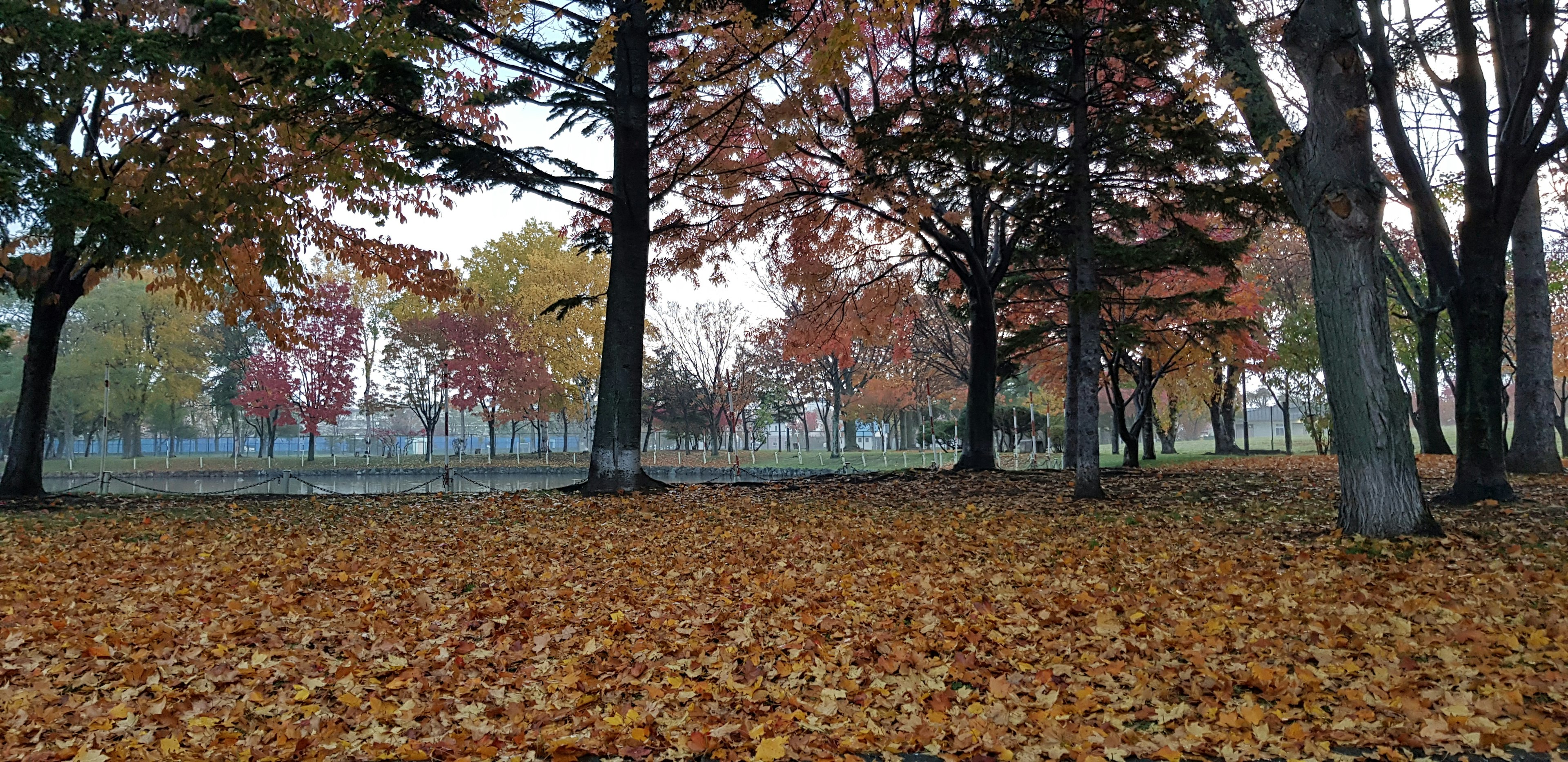 Herbstpark-Szene mit bunten Blättern, die den Boden bedecken