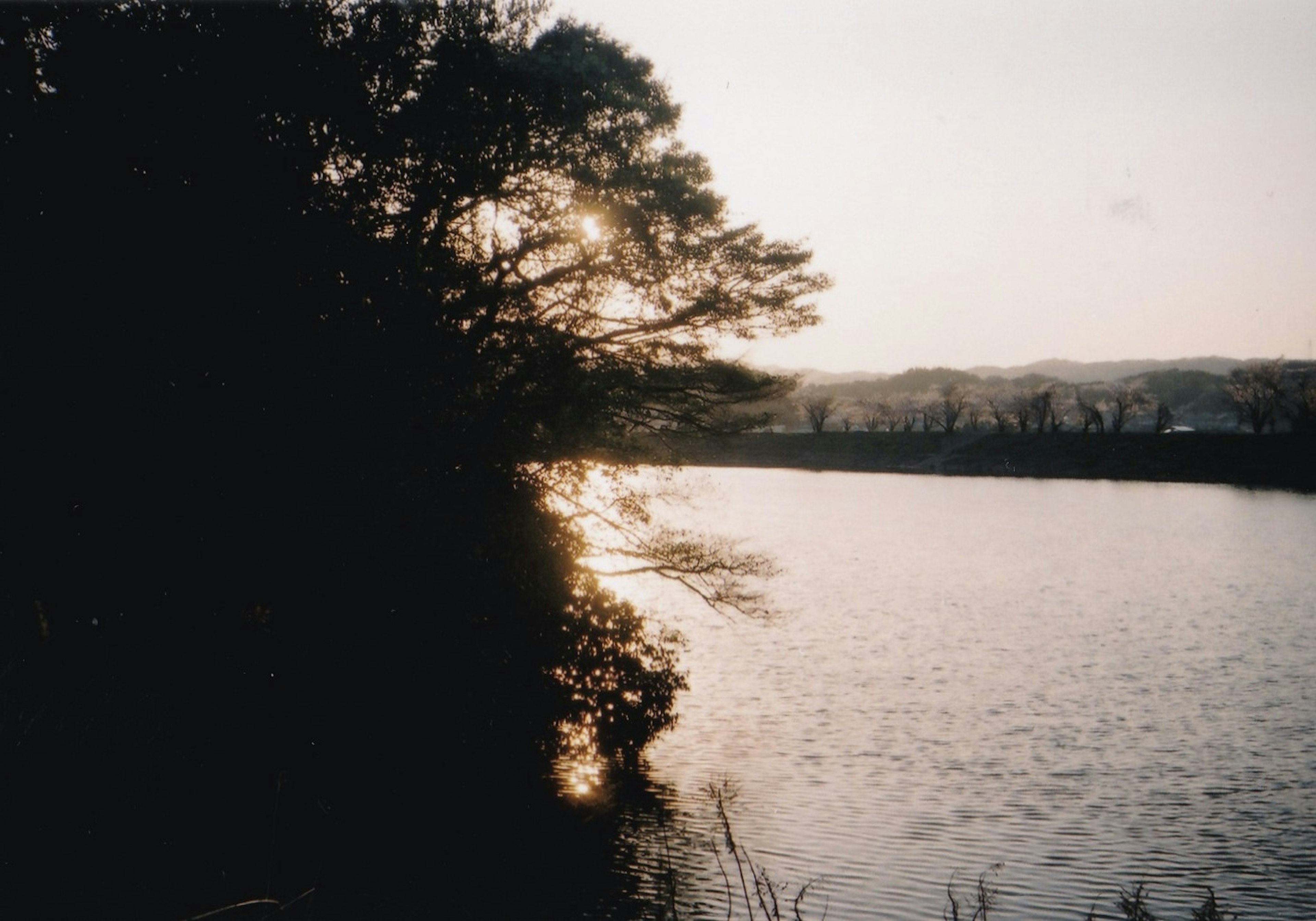 Silhouette of trees by a river at sunset reflecting on the water surface