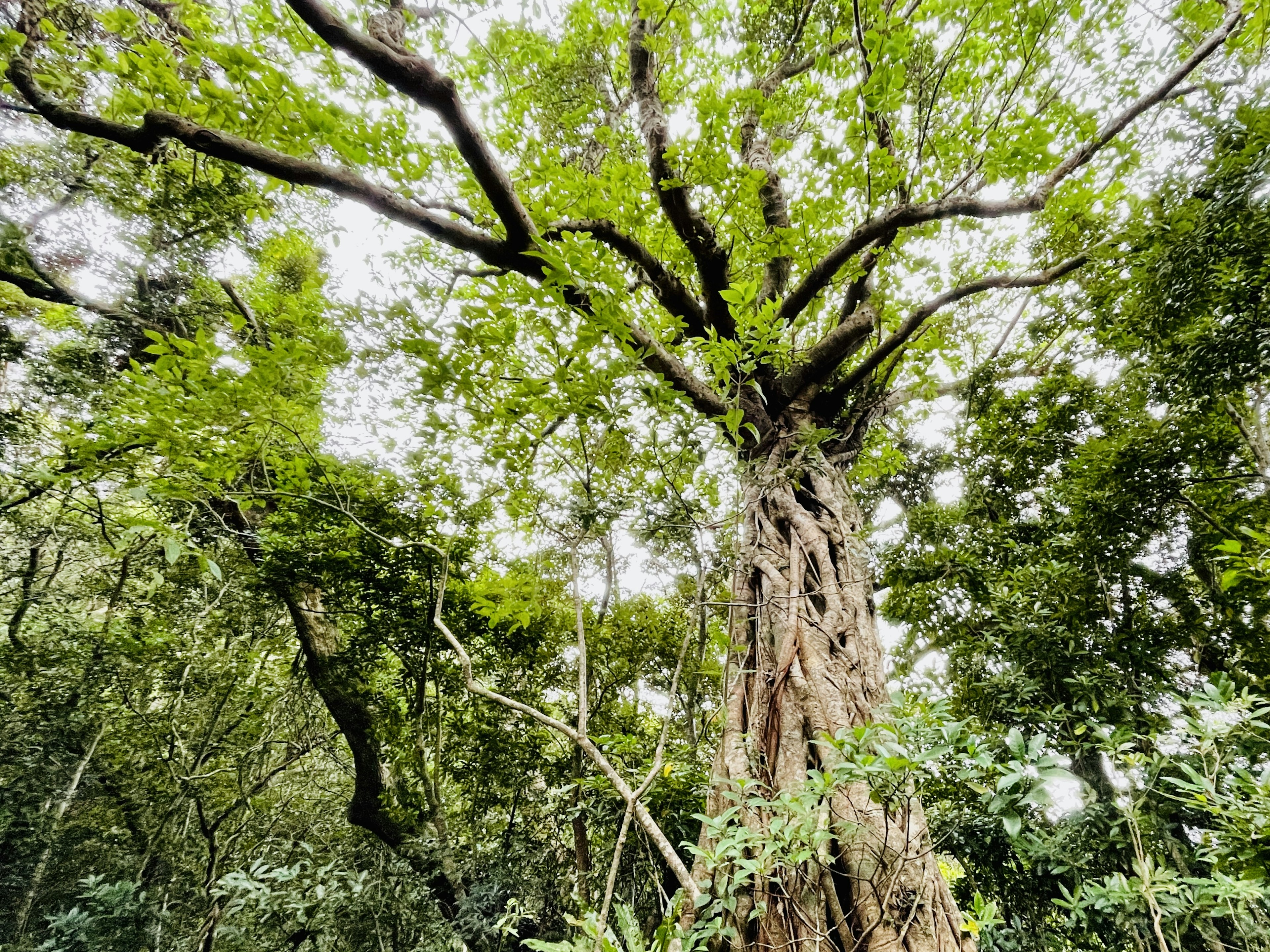 Pohon besar dengan daun hijau subur di hutan lebat