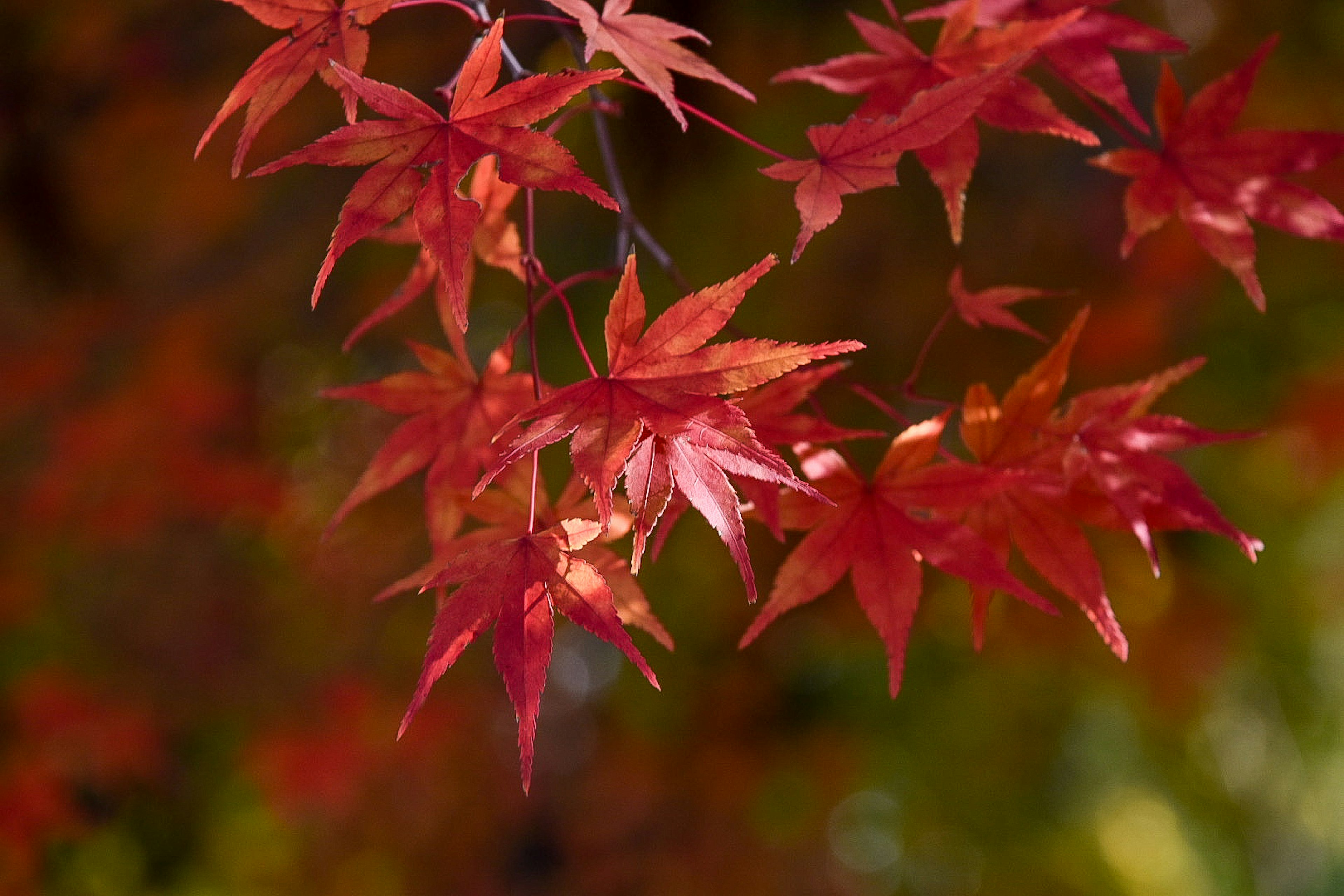 Lebendige rote Ahornblätter vor einem herbstlichen Hintergrund