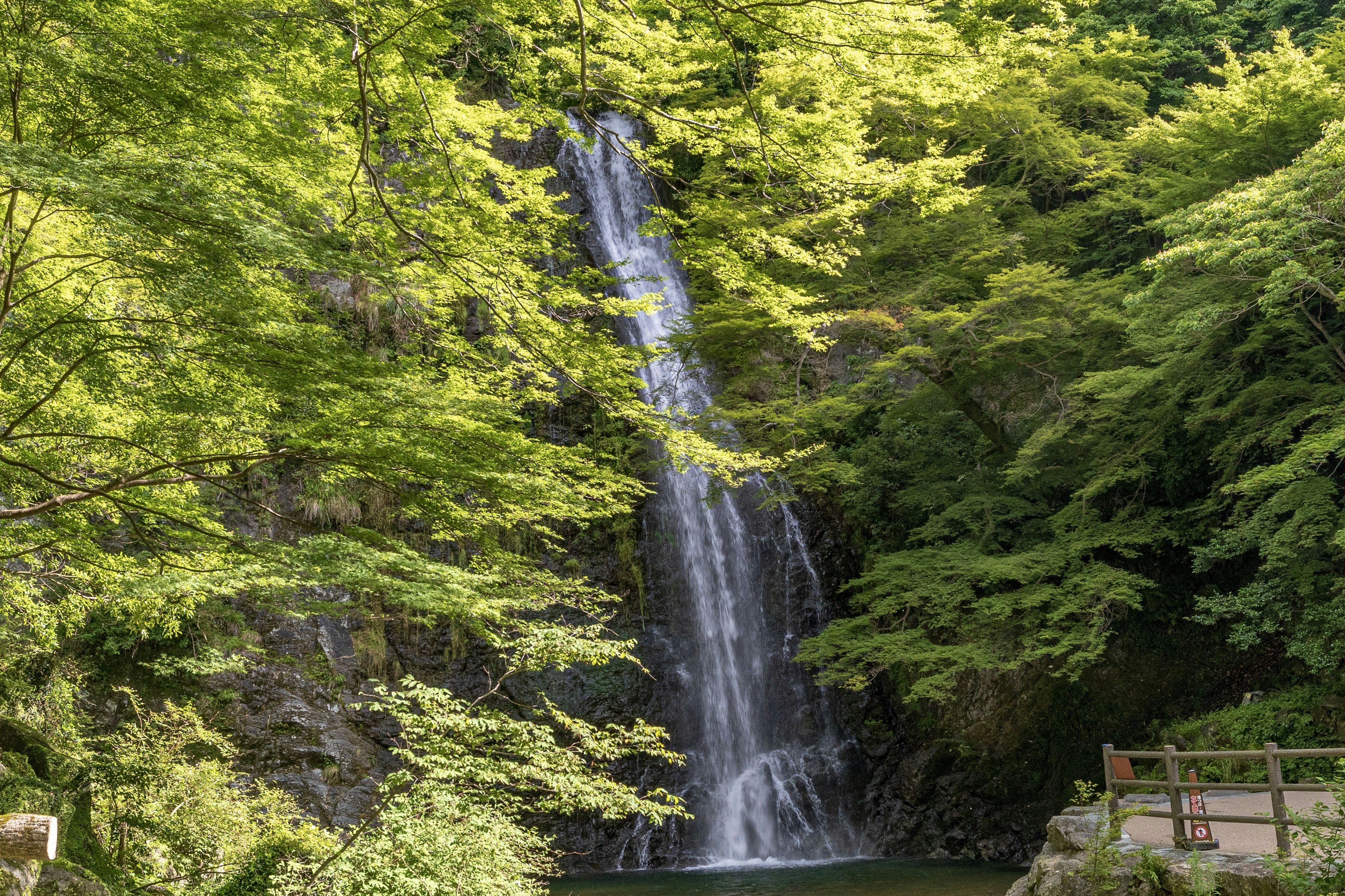 Bella cascata circondata da alberi verdi rigogliosi