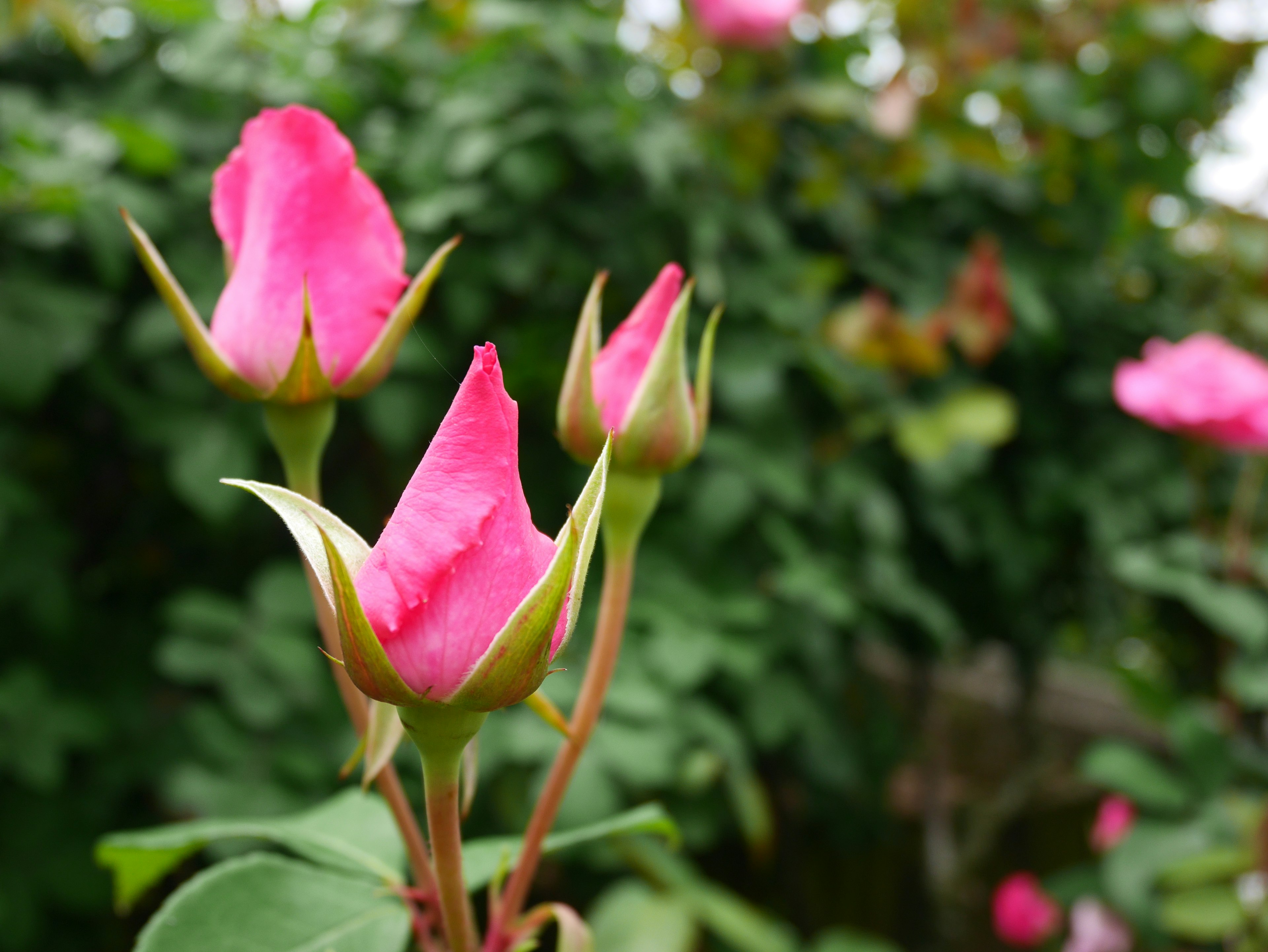 Boccioli di rosa rosa in un giardino