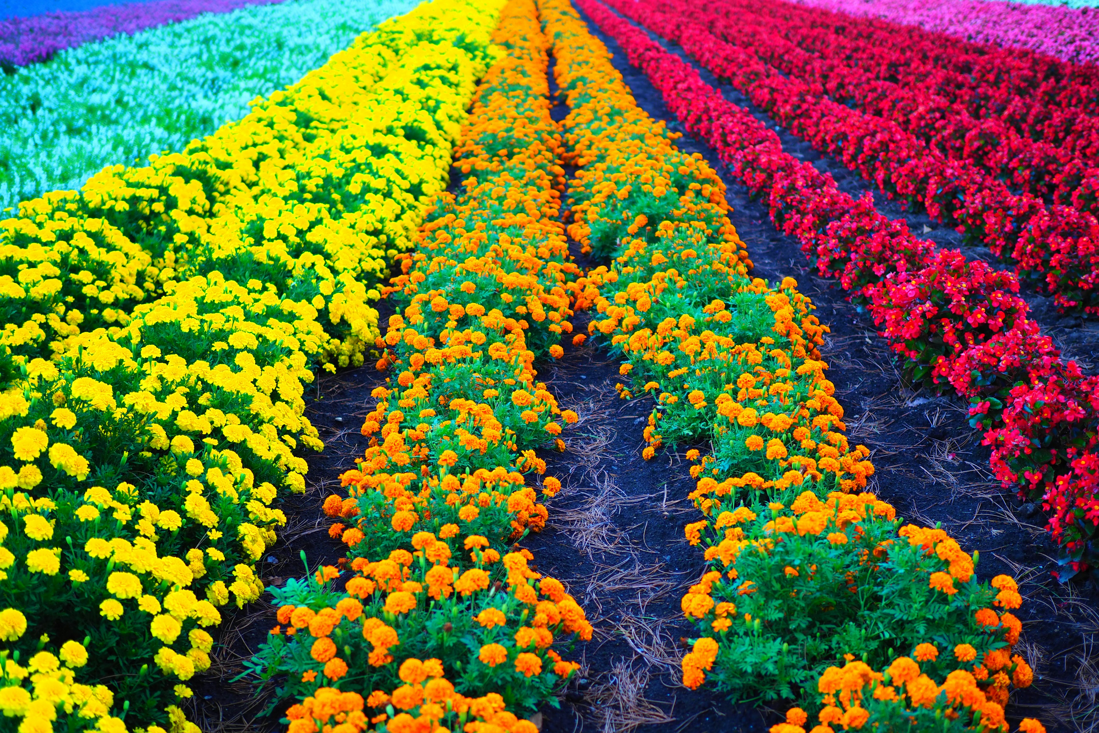 Campo de flores coloridas con filas vibrantes de flores