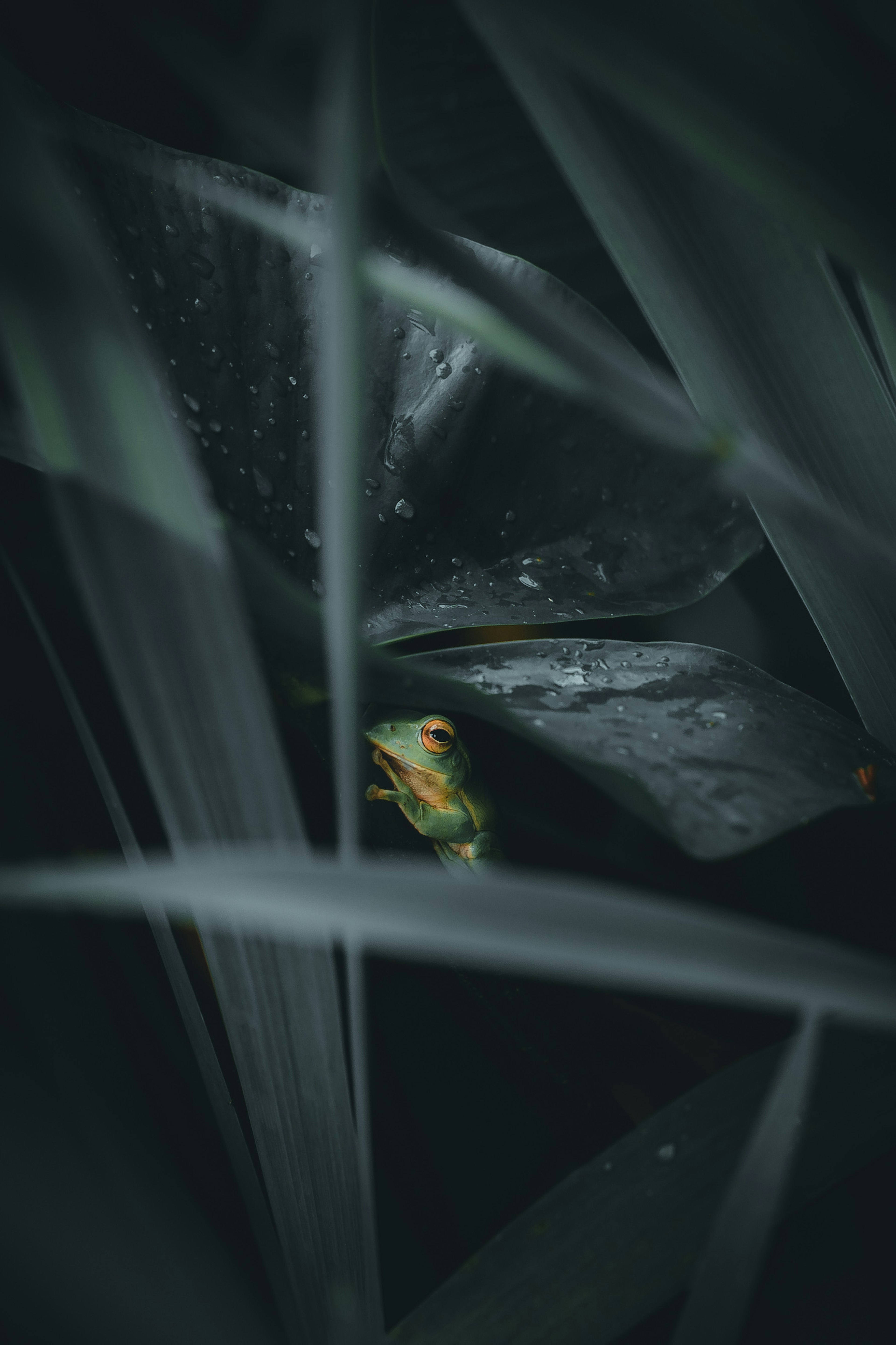Une grenouille verte assise sur une feuille dans un fond sombre entourée de feuillage