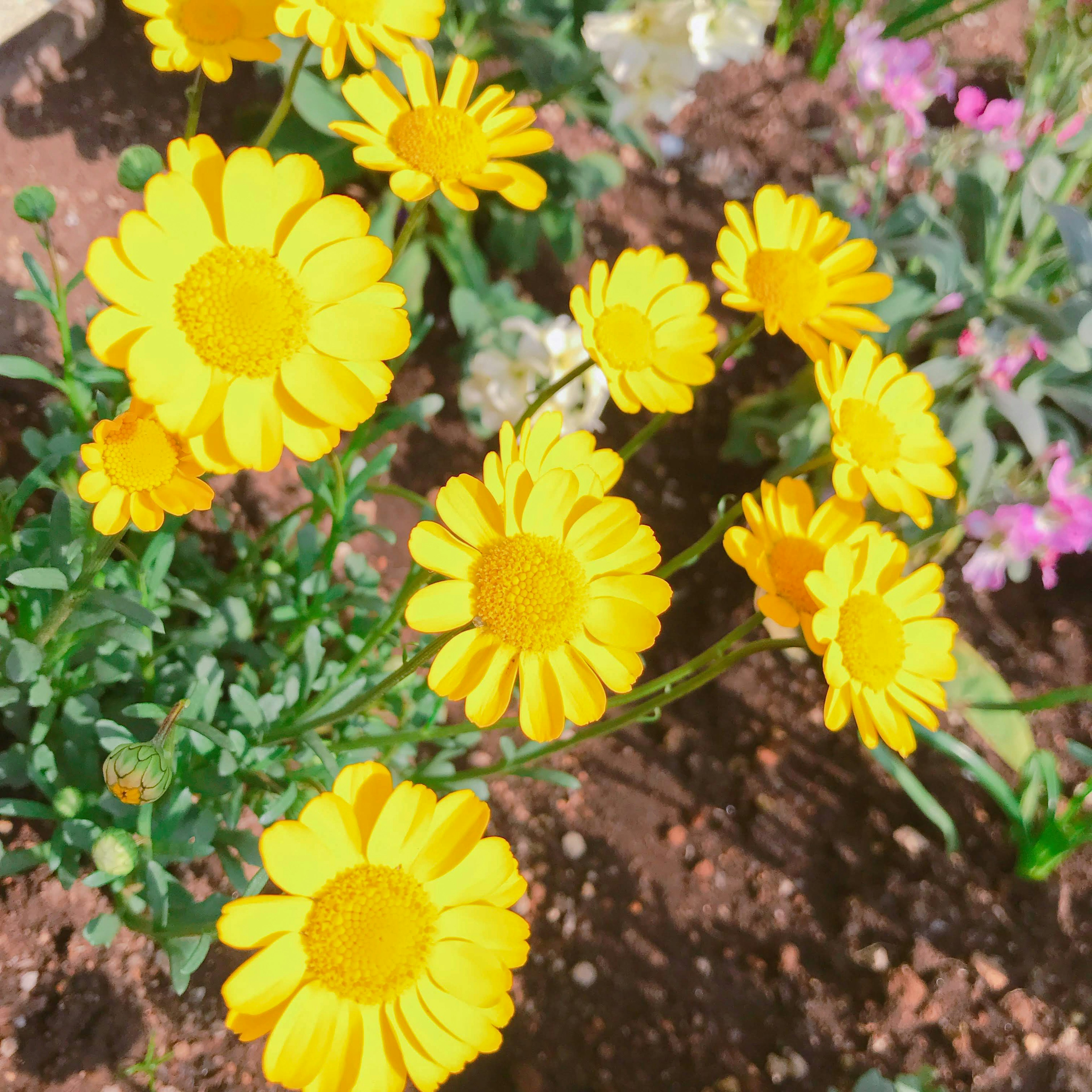 鮮やかな黄色の花が咲く庭の風景