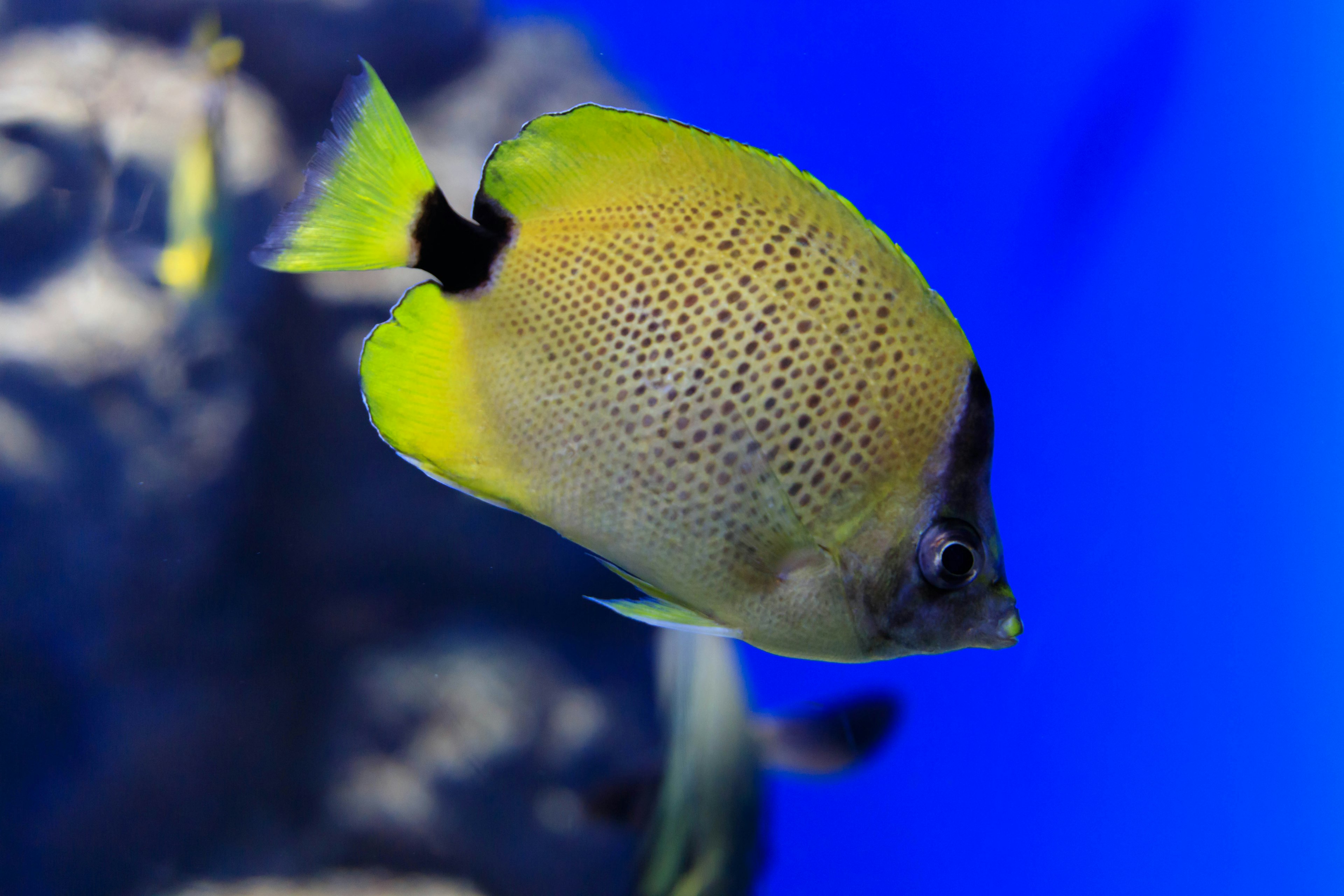 Pesce giallo vivace che nuota nell'acqua blu