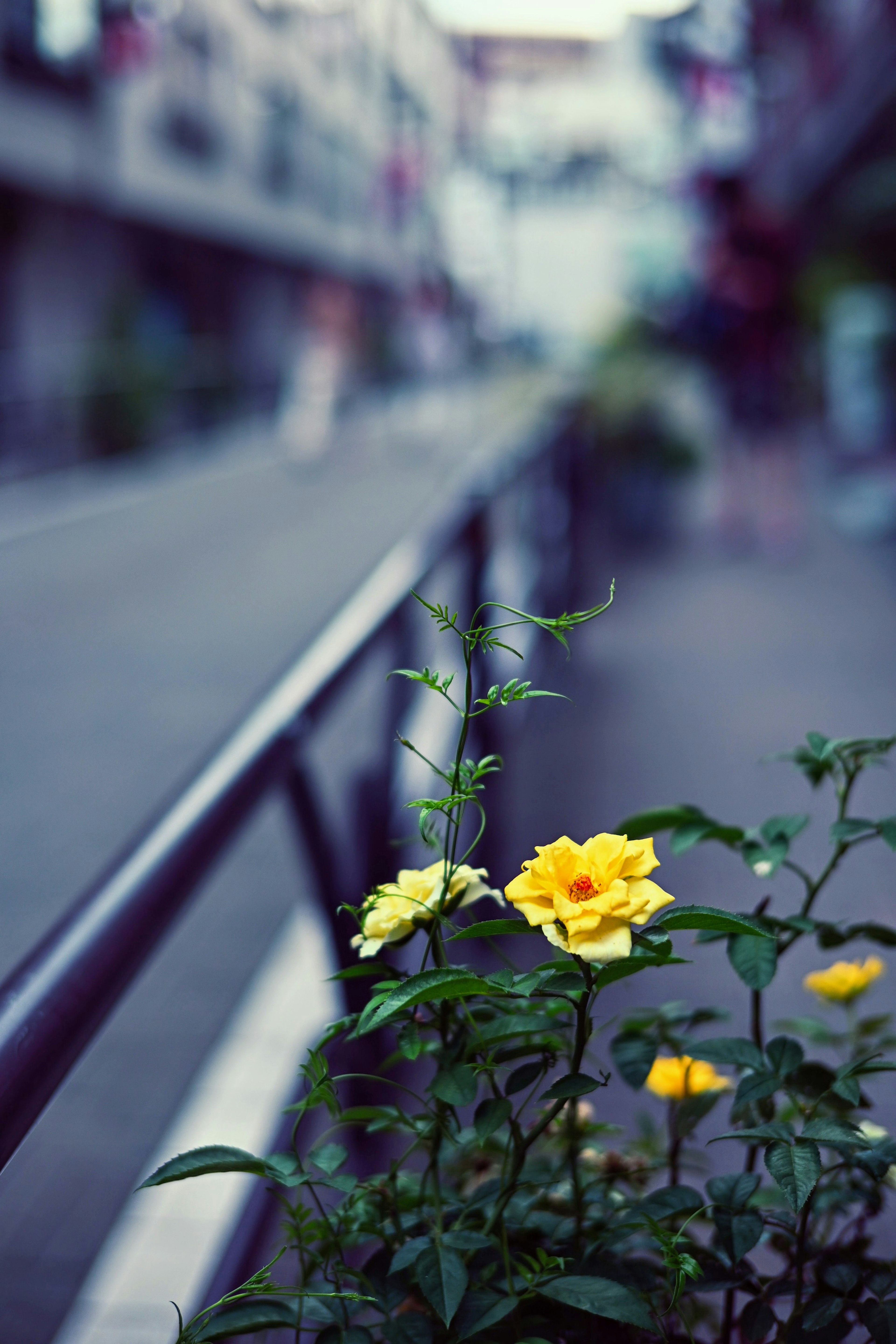 黄色いバラが街路の近くで咲いている風景