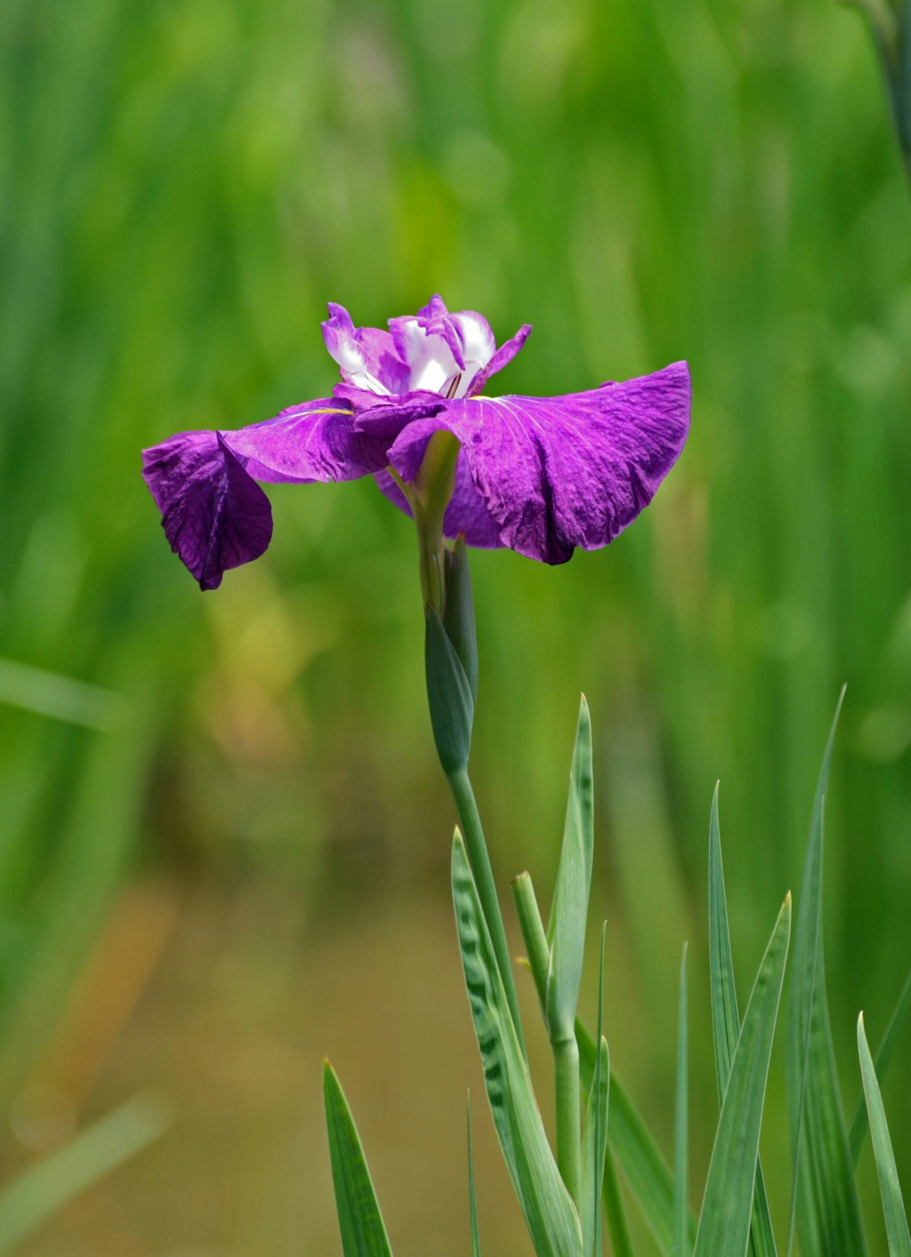 Fiore viola che sboccia circondato da foglie verdi