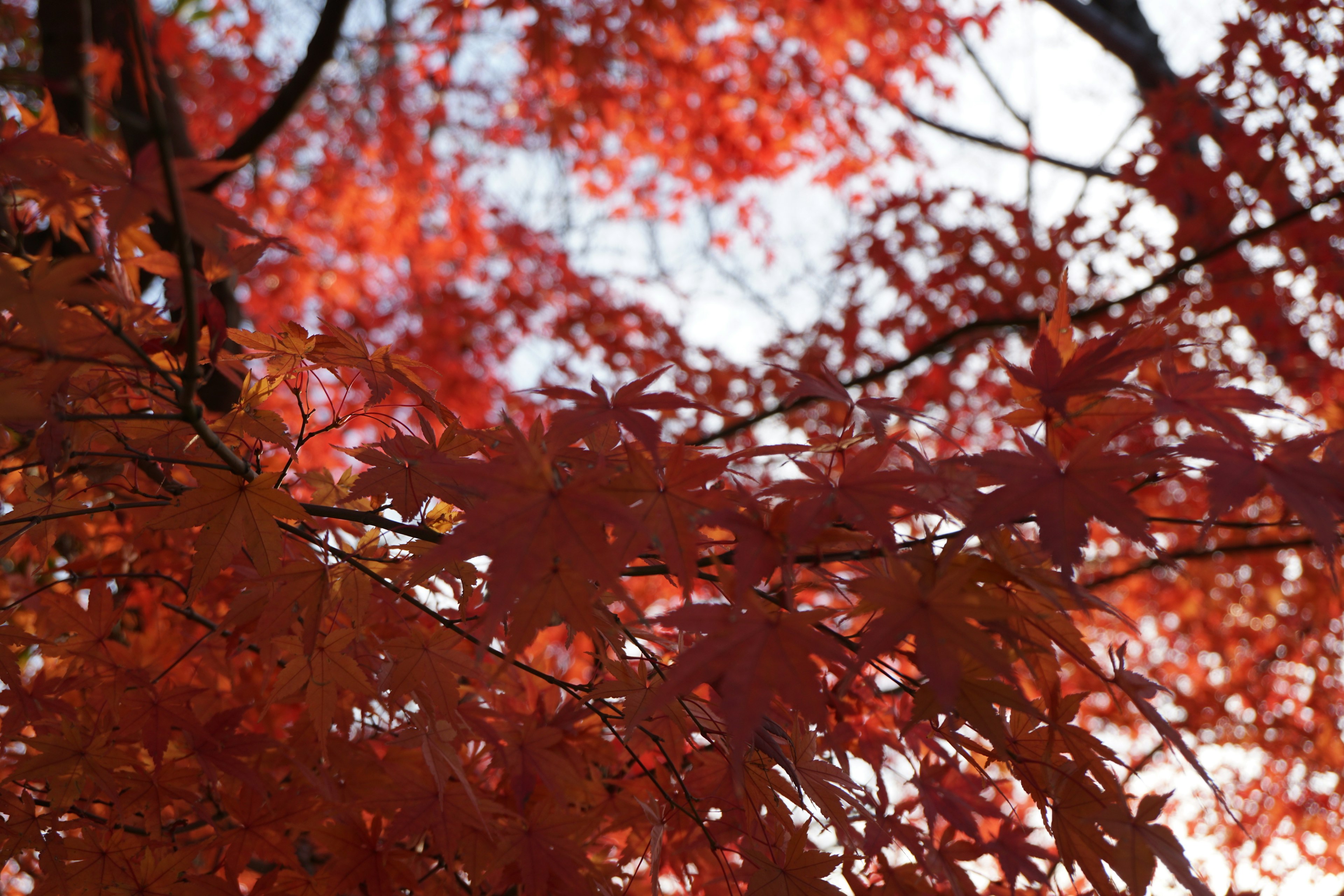 Vibrant red maple leaves against a blue sky