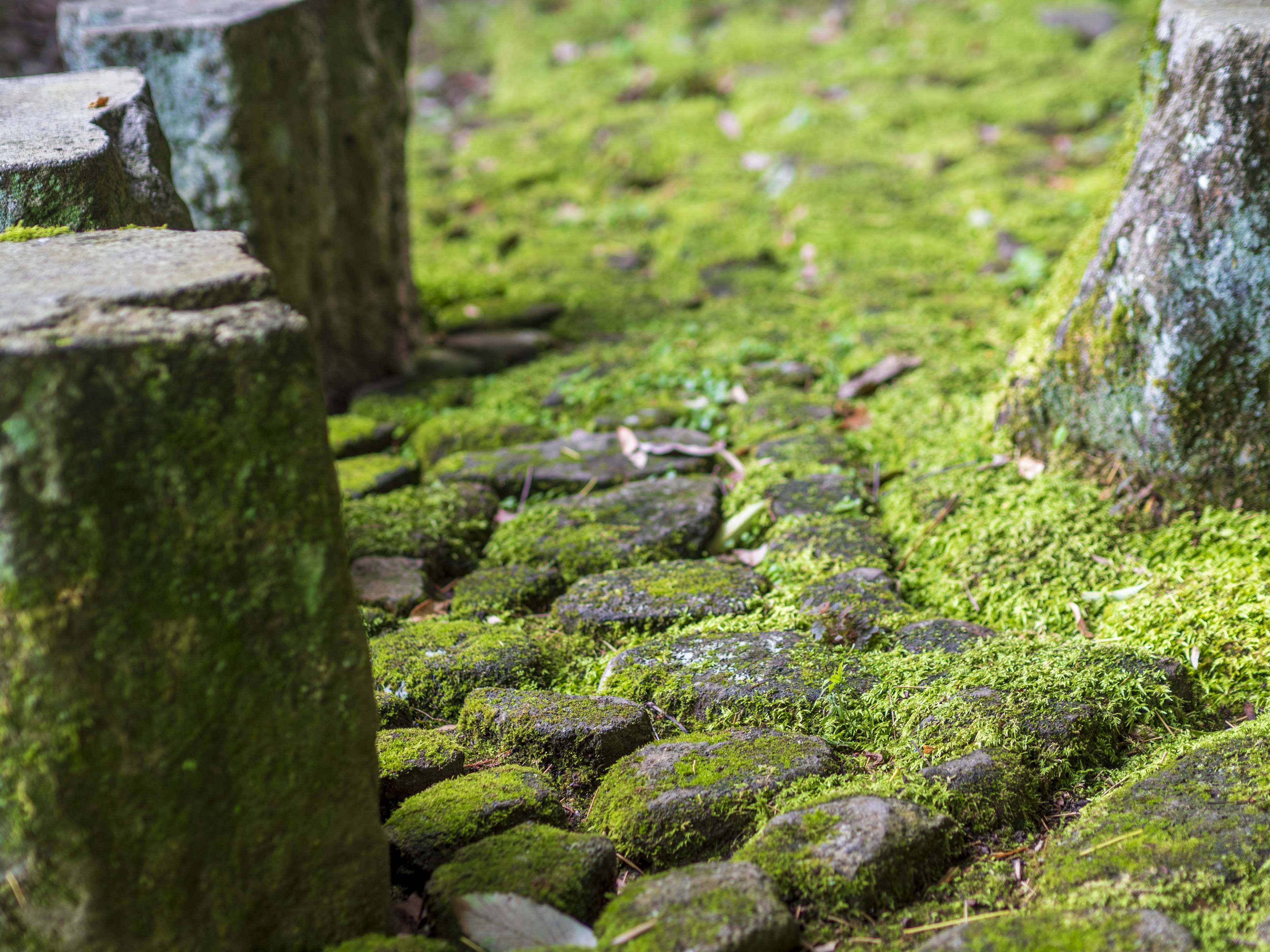 Moss-covered stone pathway with surrounding trees