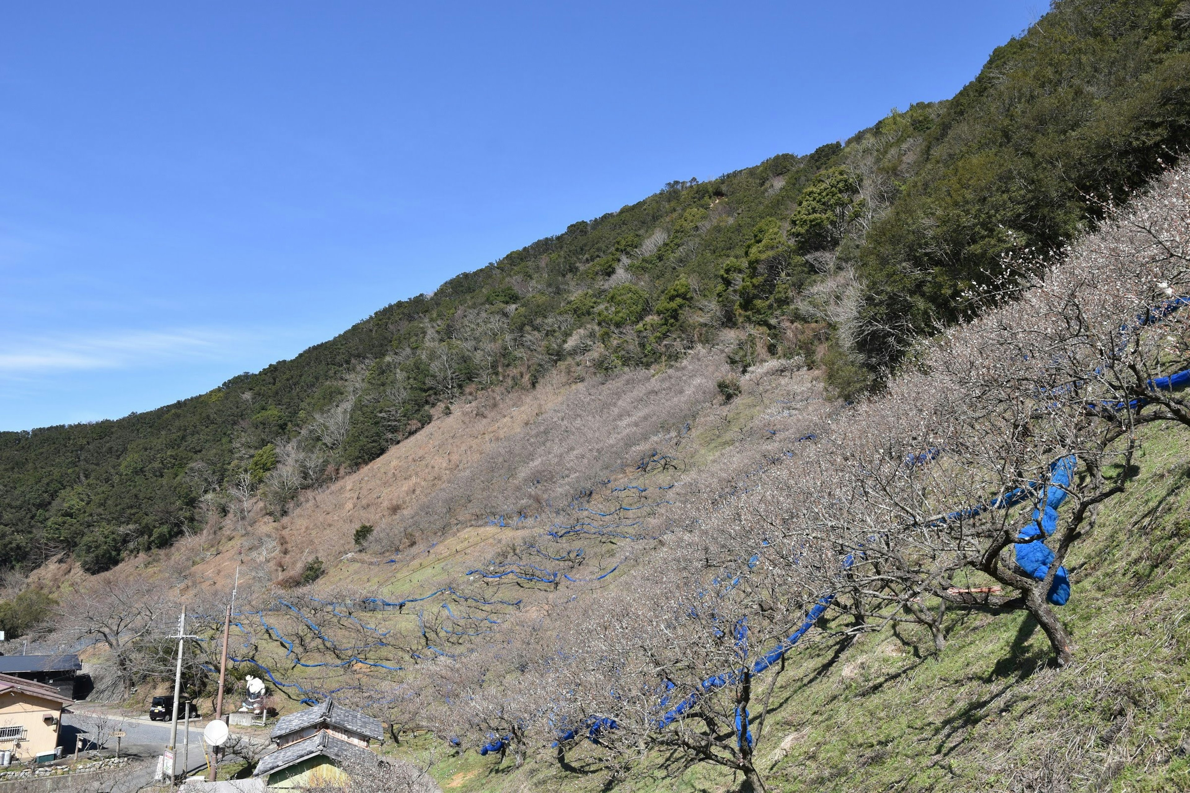 Landschaft mit Hügeln und Pflaumenbäumen unter einem klaren blauen Himmel