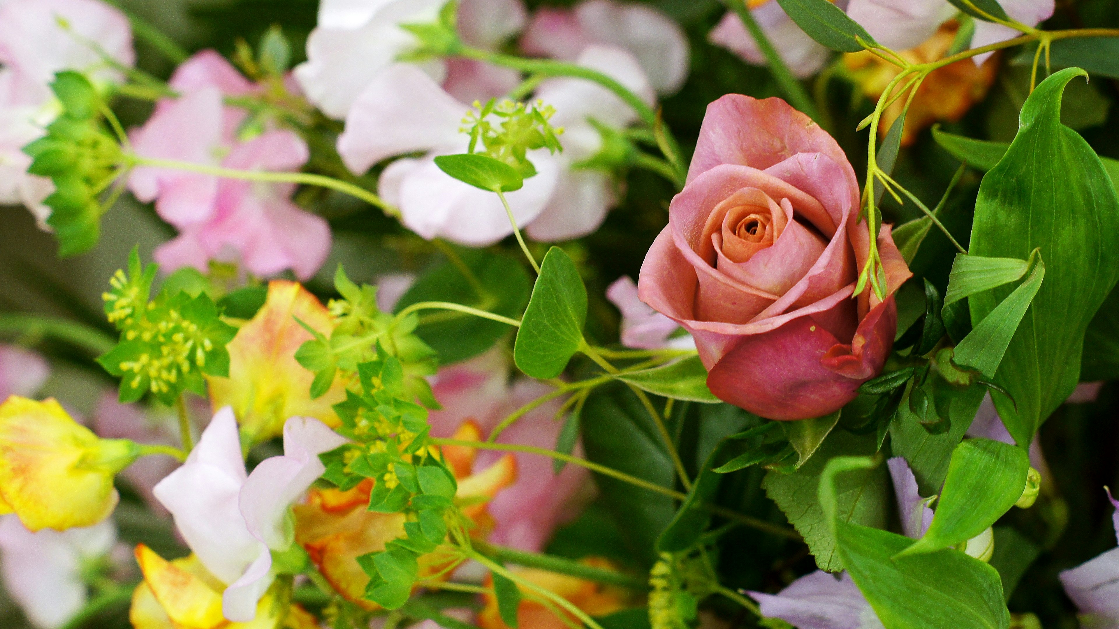 Pink rose blooming among a variety of colorful flowers