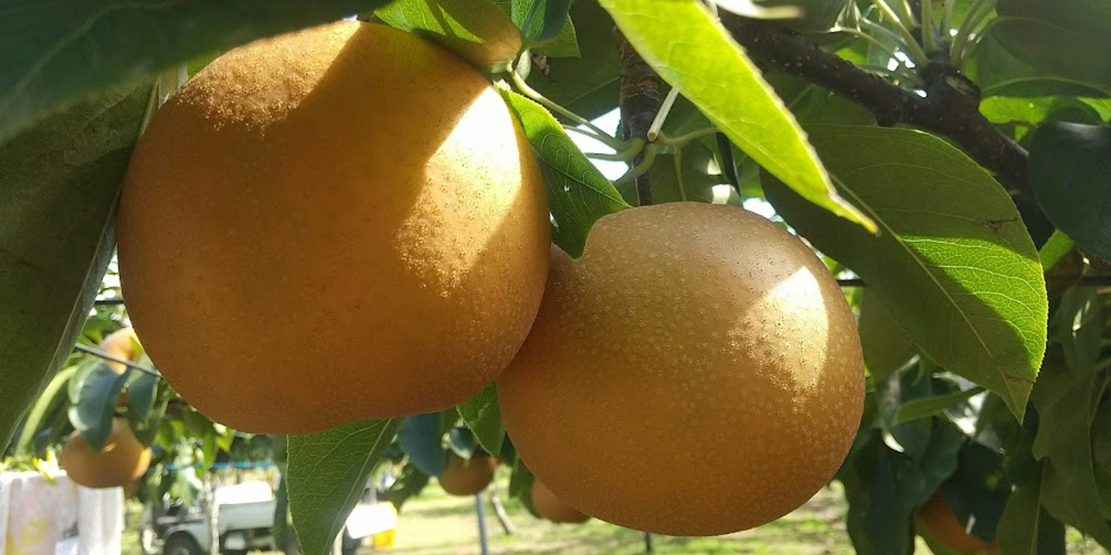 Close-up of orange fruits on a tree