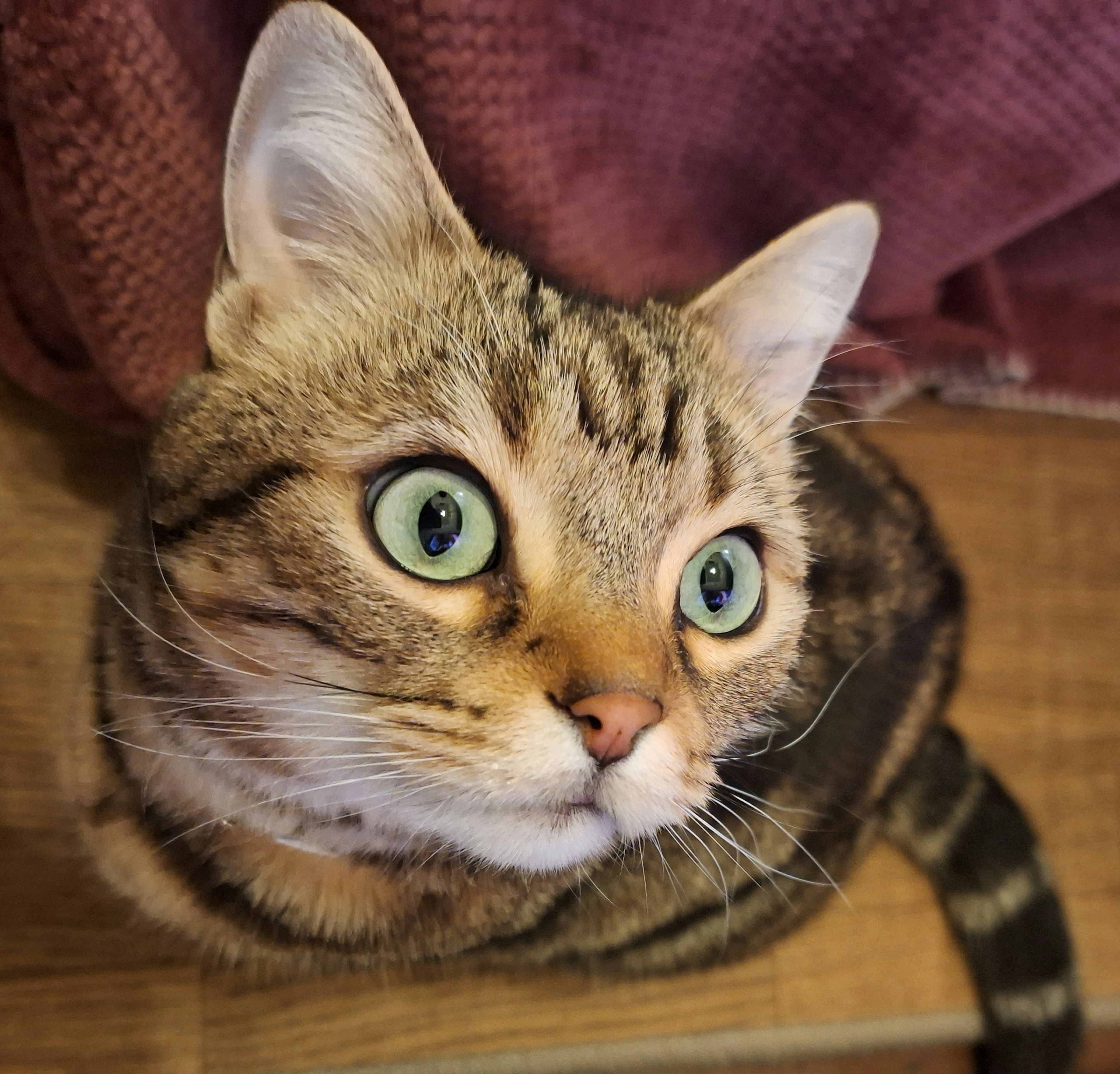 Gato atigrado marrón con grandes ojos verdes mirando hacia arriba