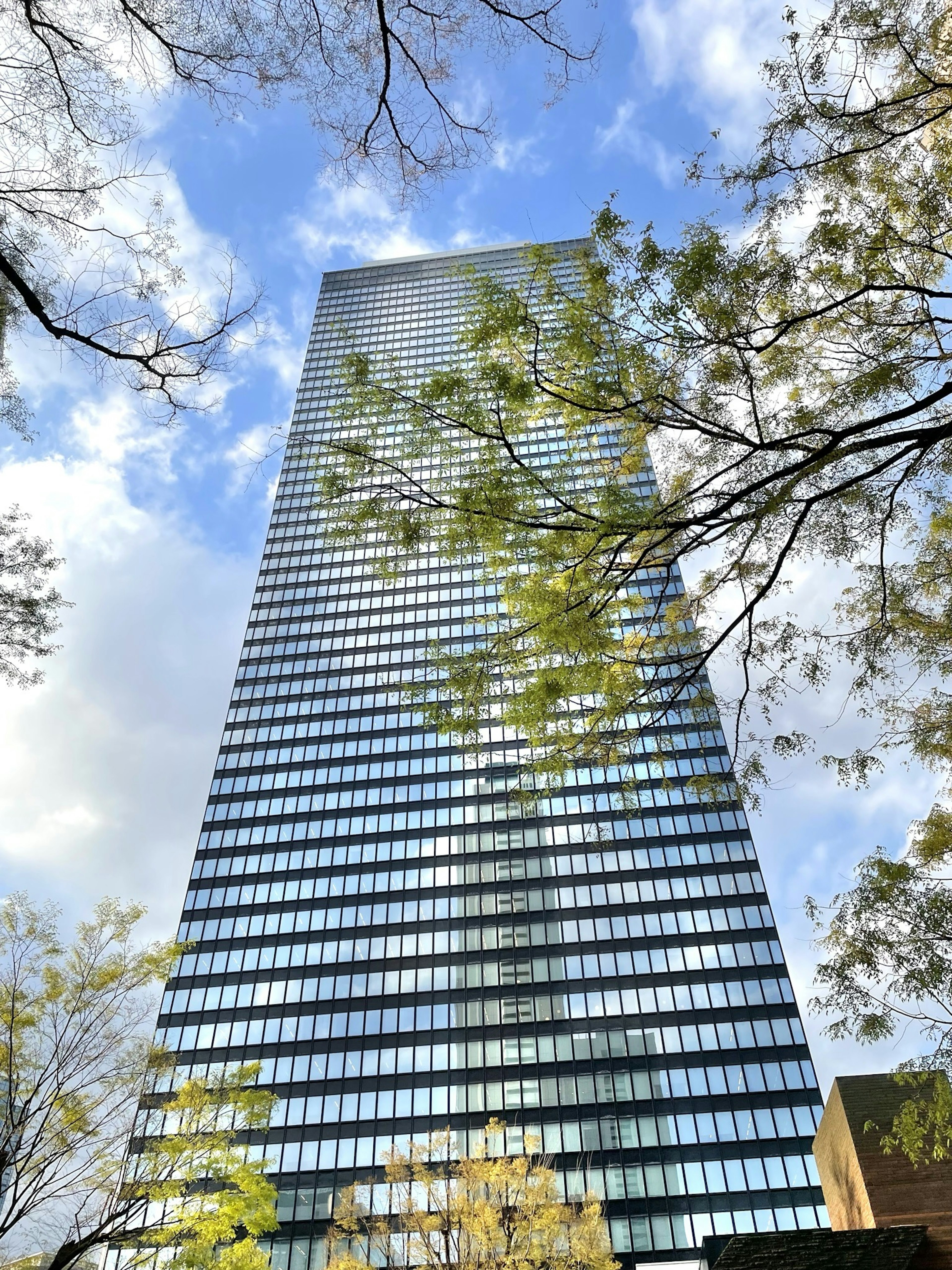 高層ビルの上部が青空と木の葉に囲まれている