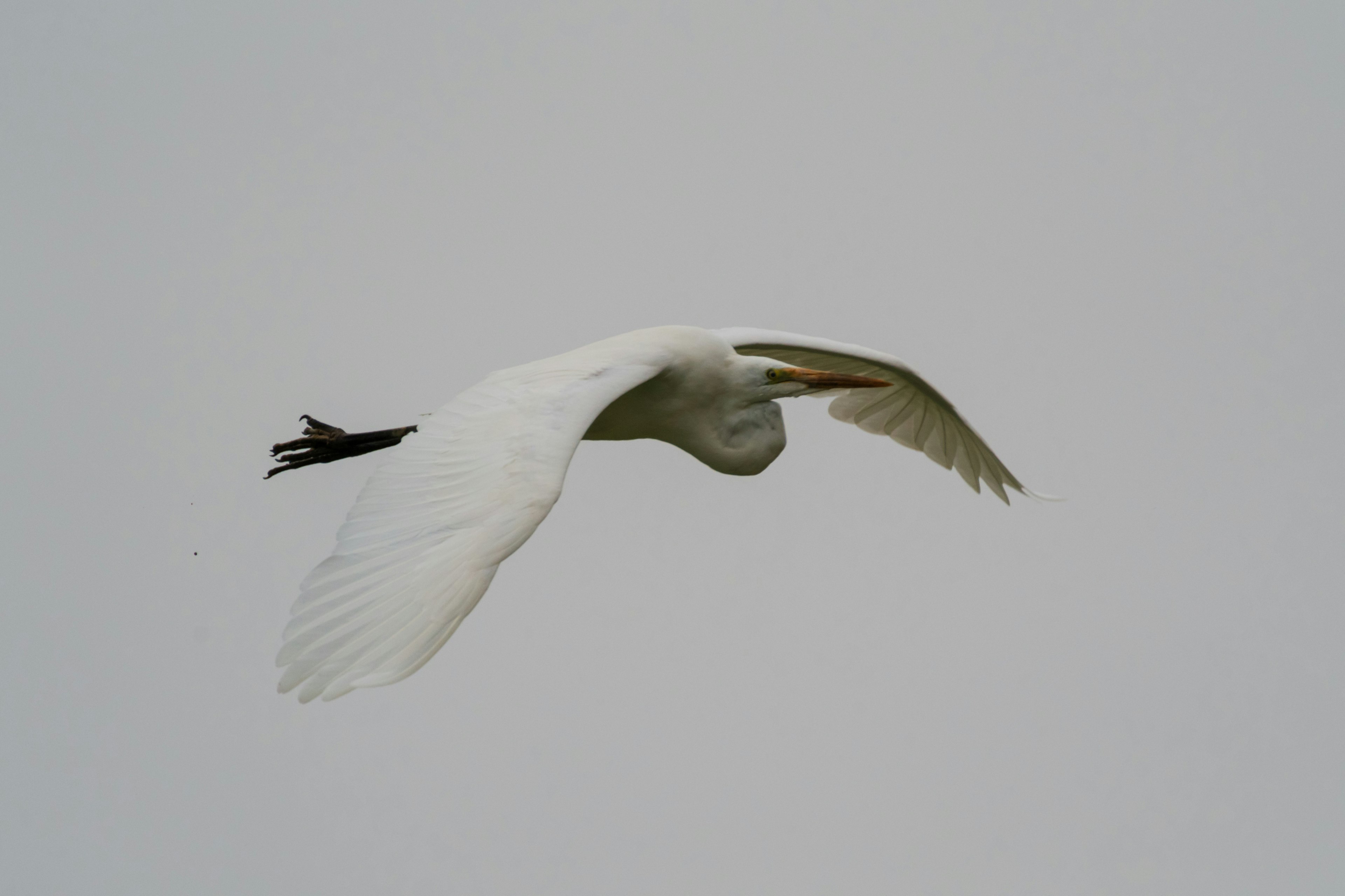 Un oiseau blanc volant contre un ciel gris