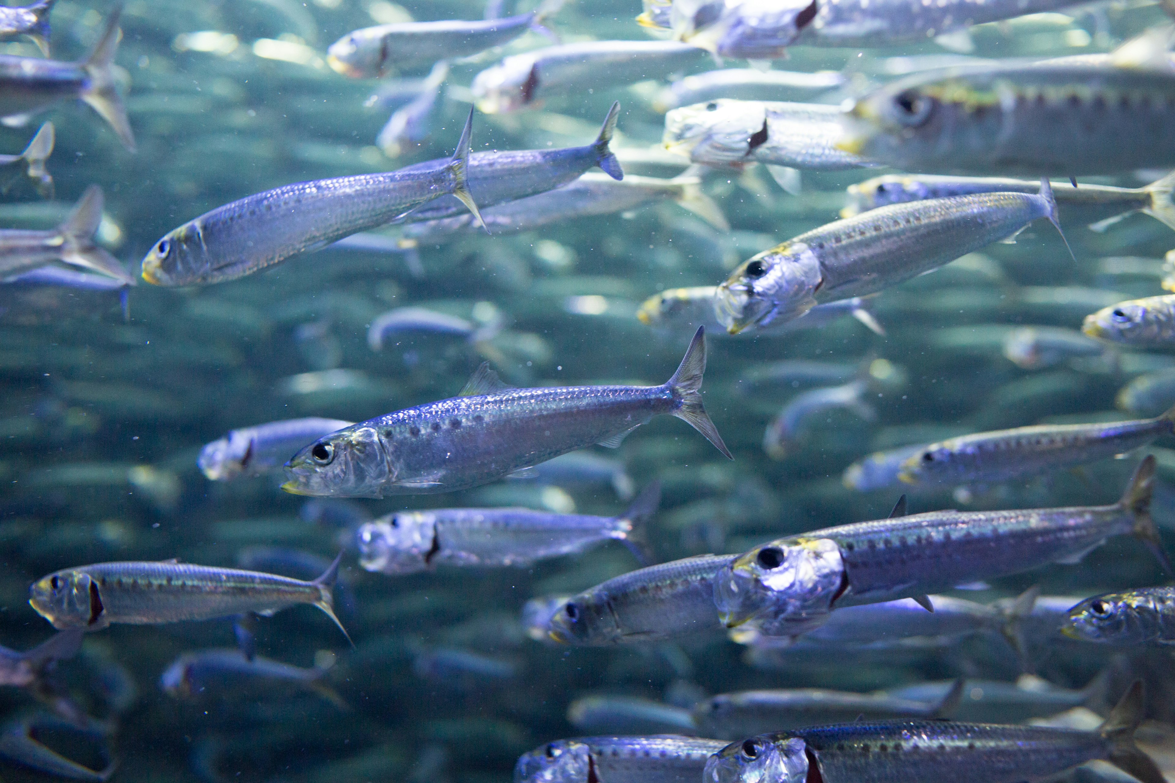 Banco de peces nadando en agua azul