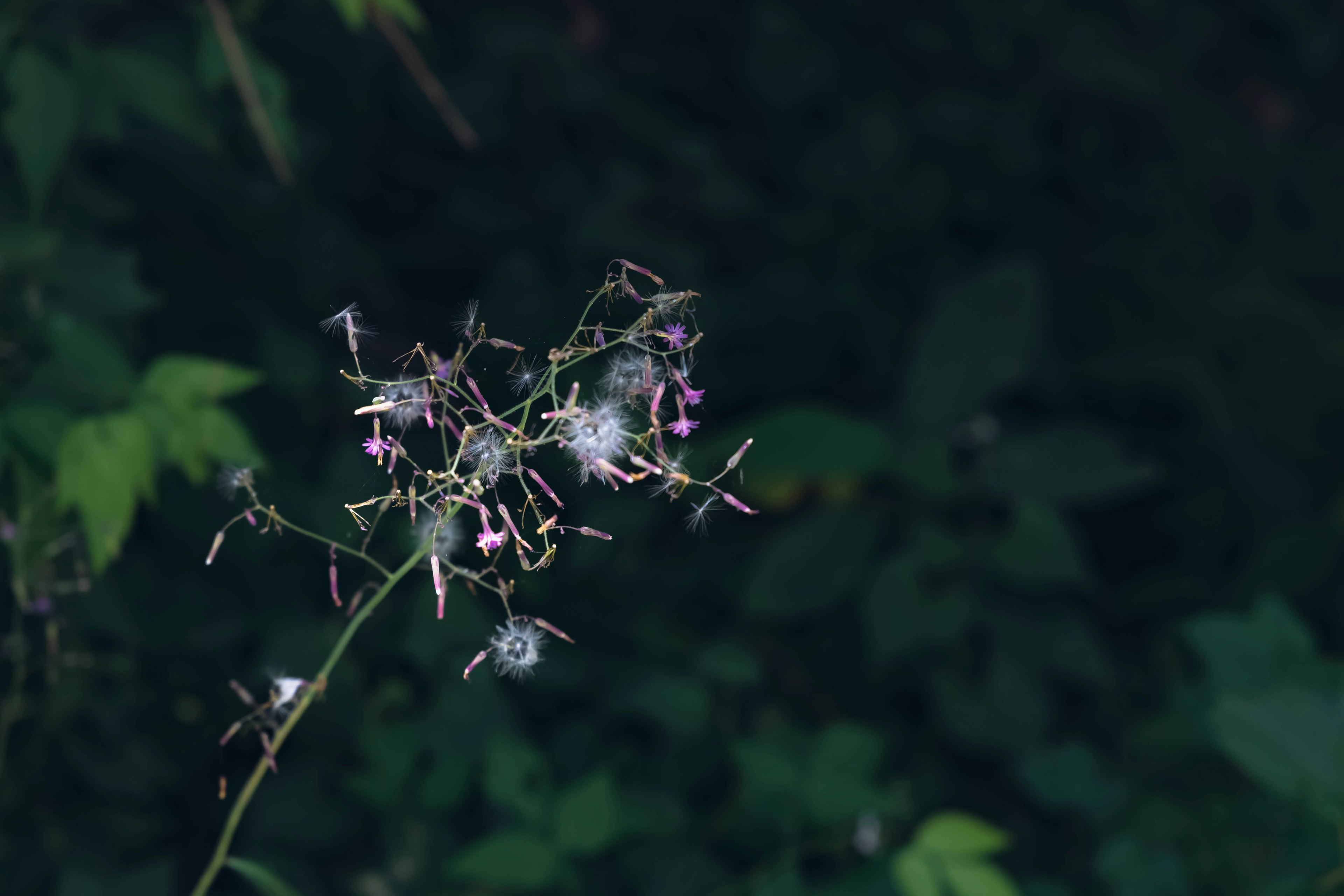 Cluster of pink flowers against a dark background