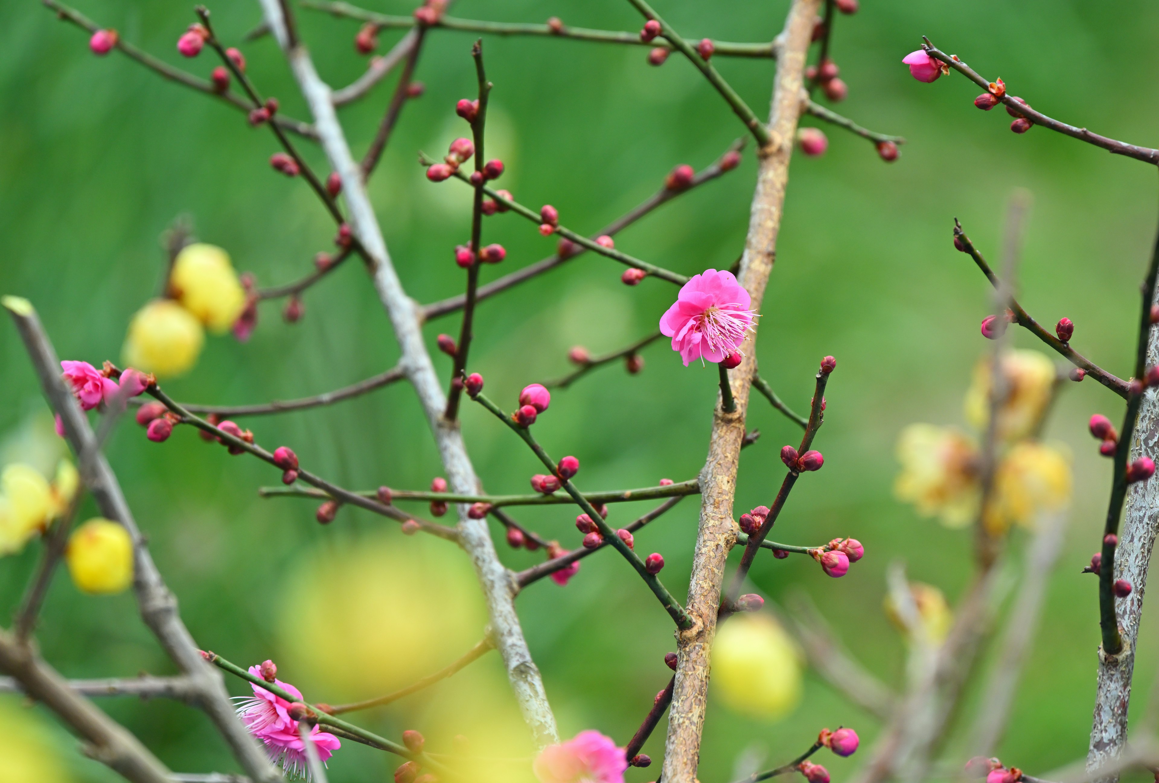 ภาพระยะใกล้ของดอกบ๊วยและดอกไม้สีเหลืองบนกิ่งไม้