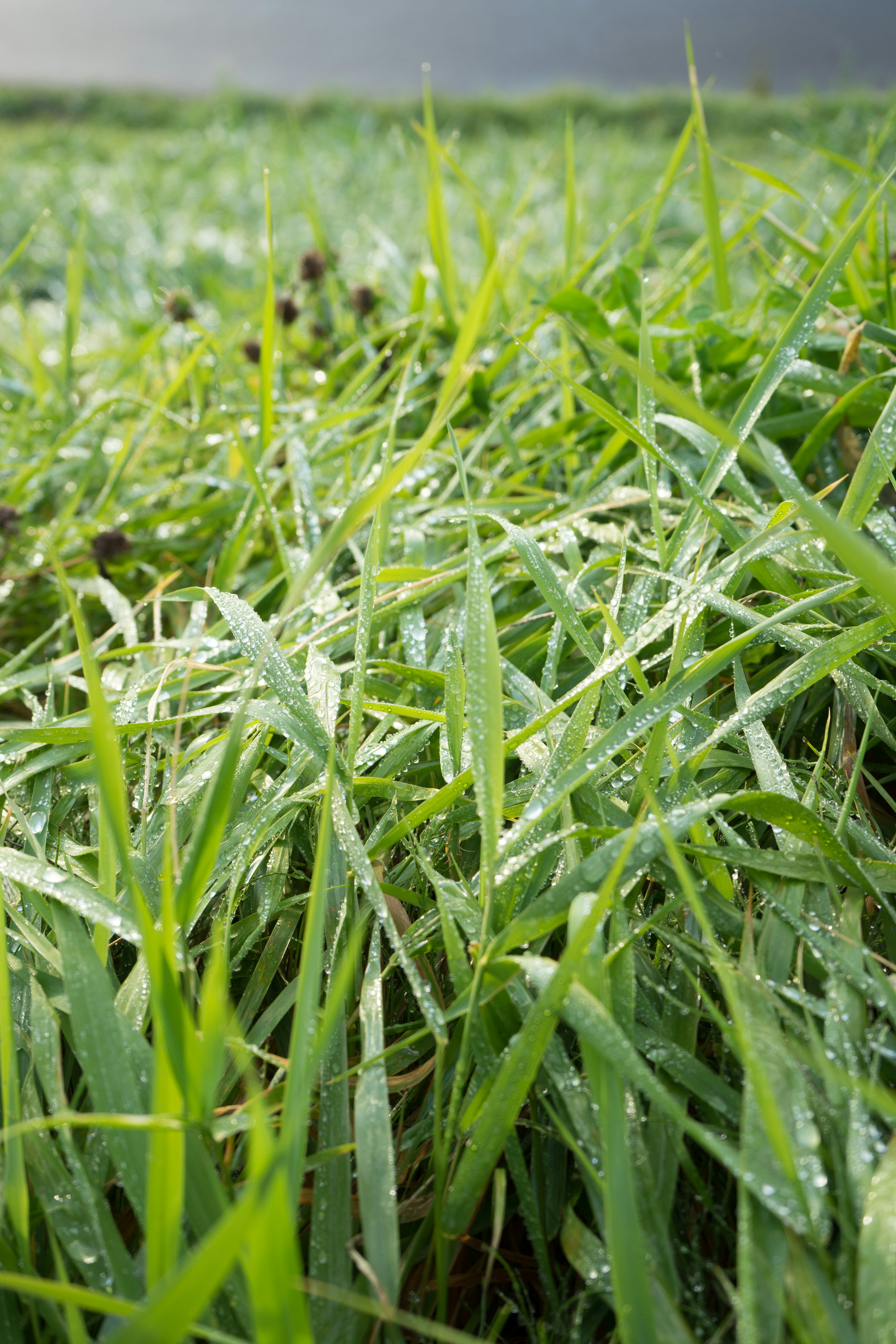 Primo piano di erba verde coperta di rugiada