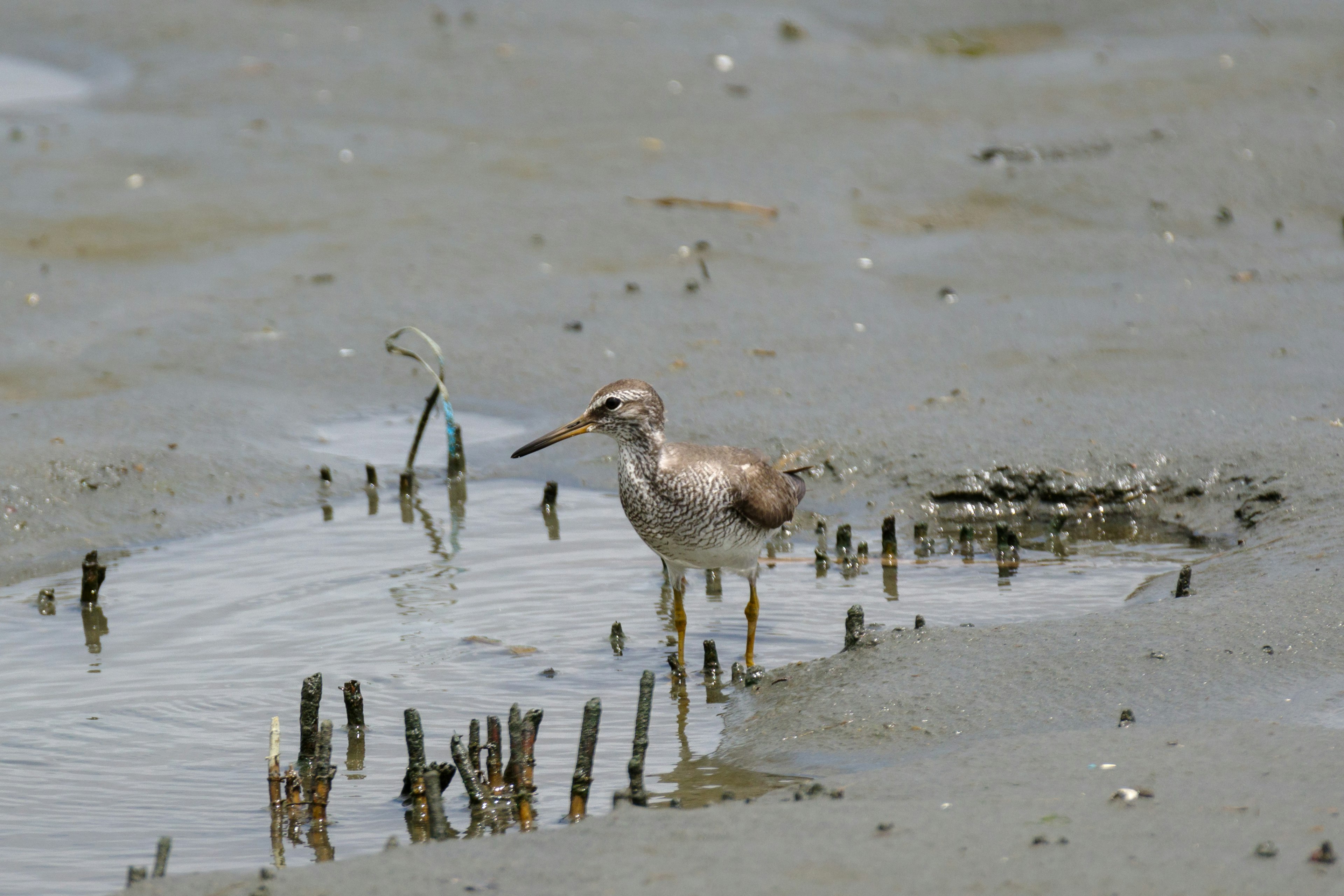 A bird standing in shallow water searching for food